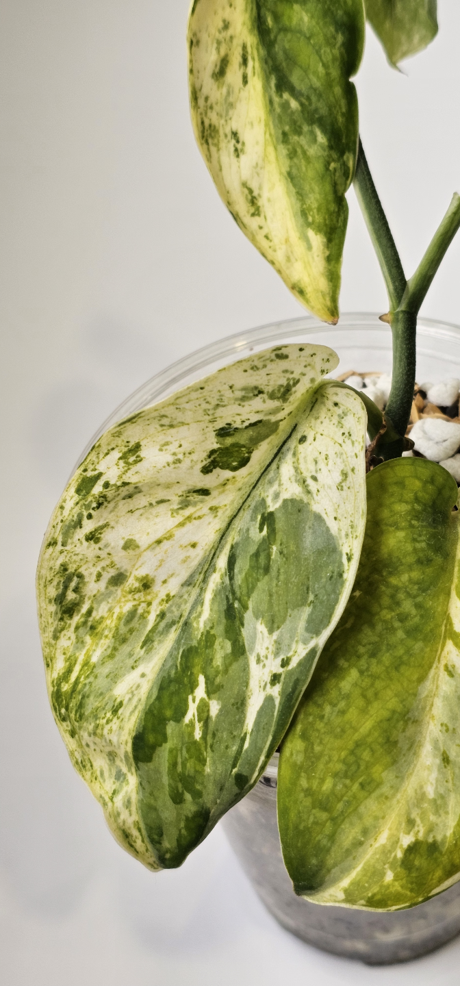Scindapsus Silver Splash 🌿Sangkuriang🌿 - photo 4