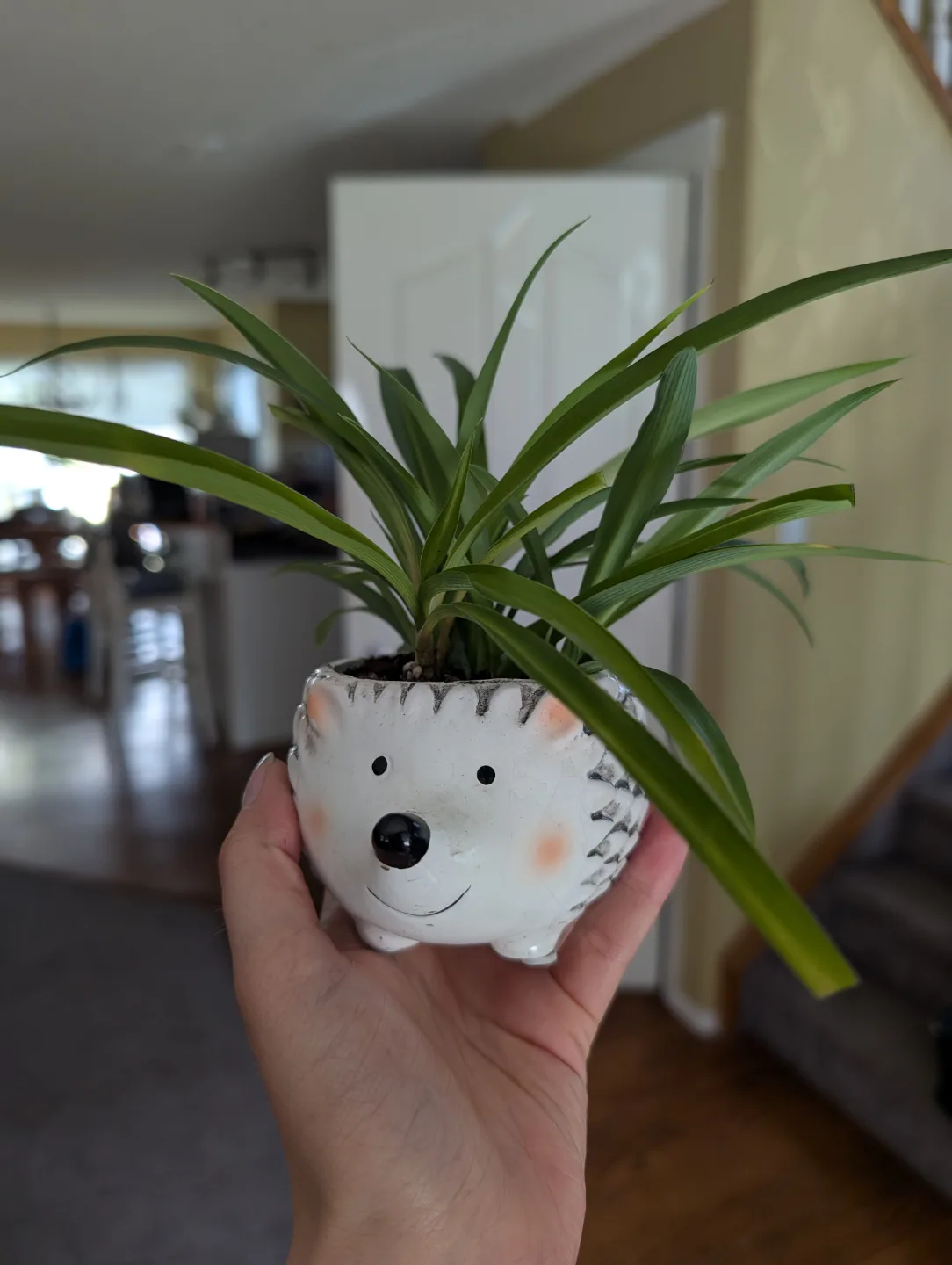 Spider Plant in Hedgehog Planter thumbnail