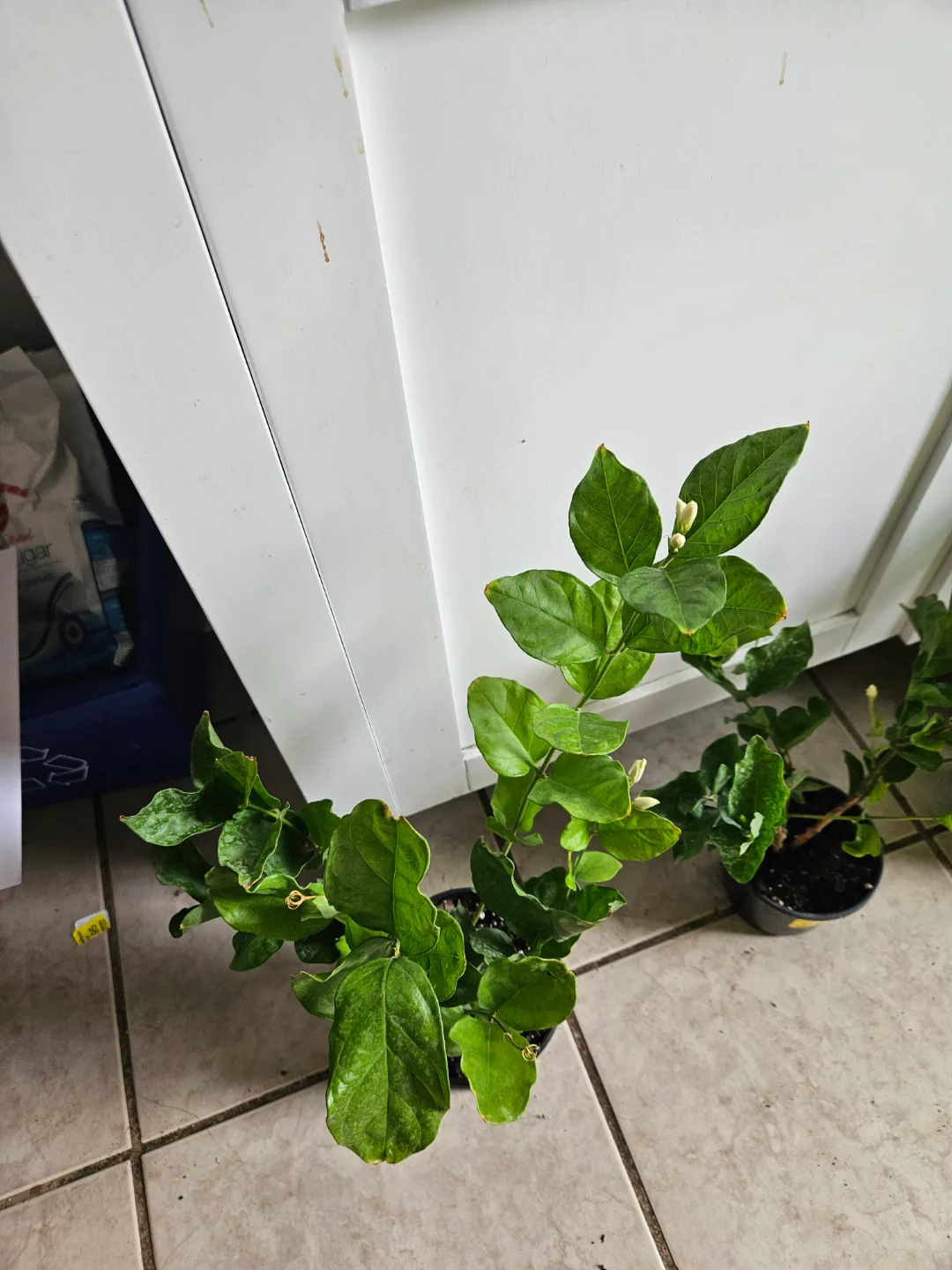 sambac   Jasmine Plant image indicator(3)