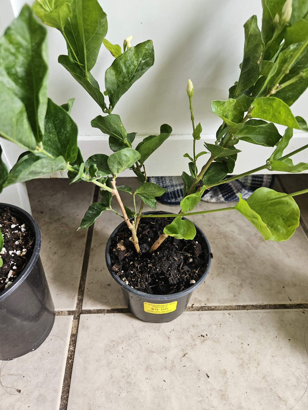 sambac   Jasmine Plant - photo 4