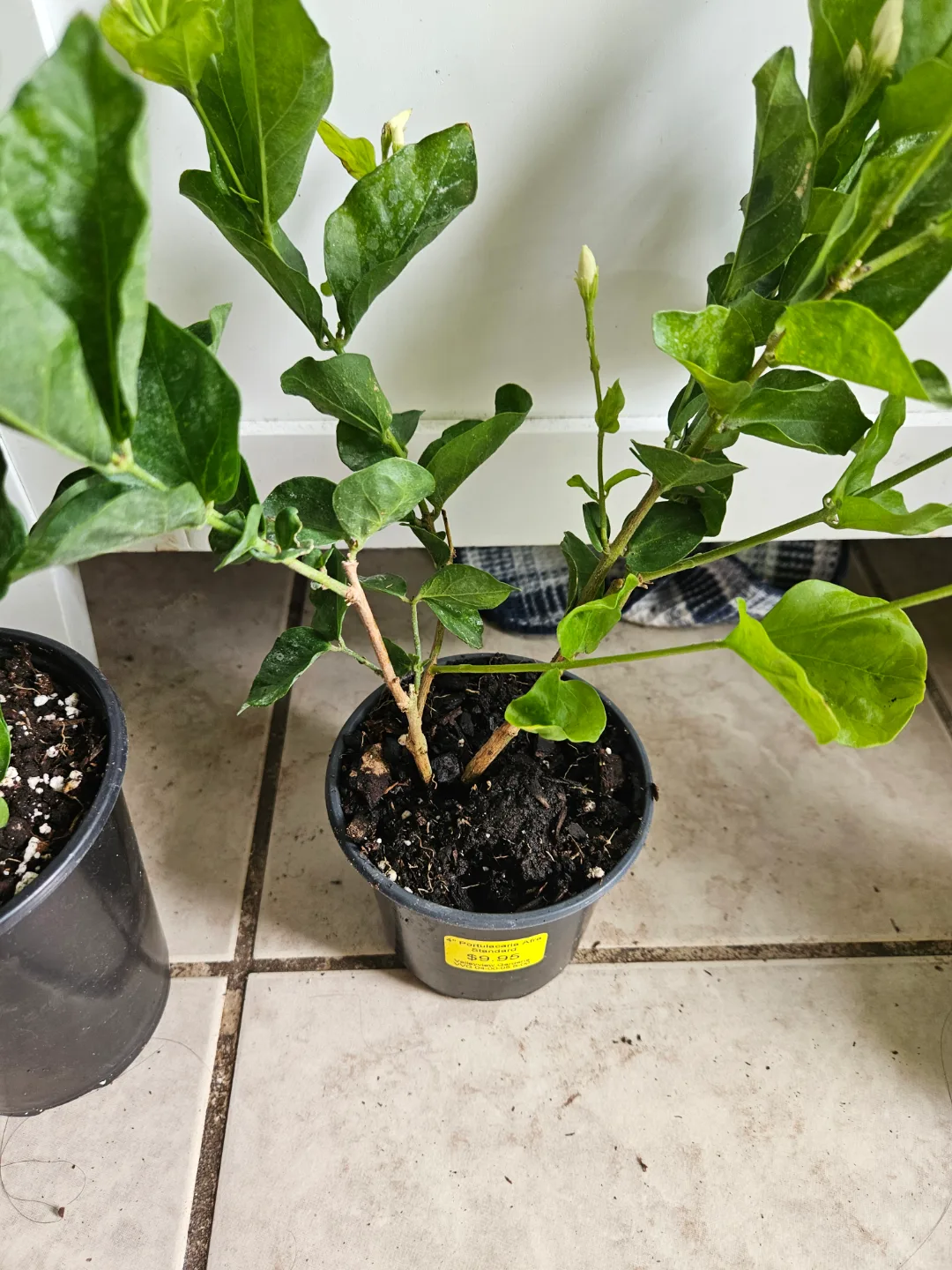 sambac   Jasmine Plant image indicator(4)