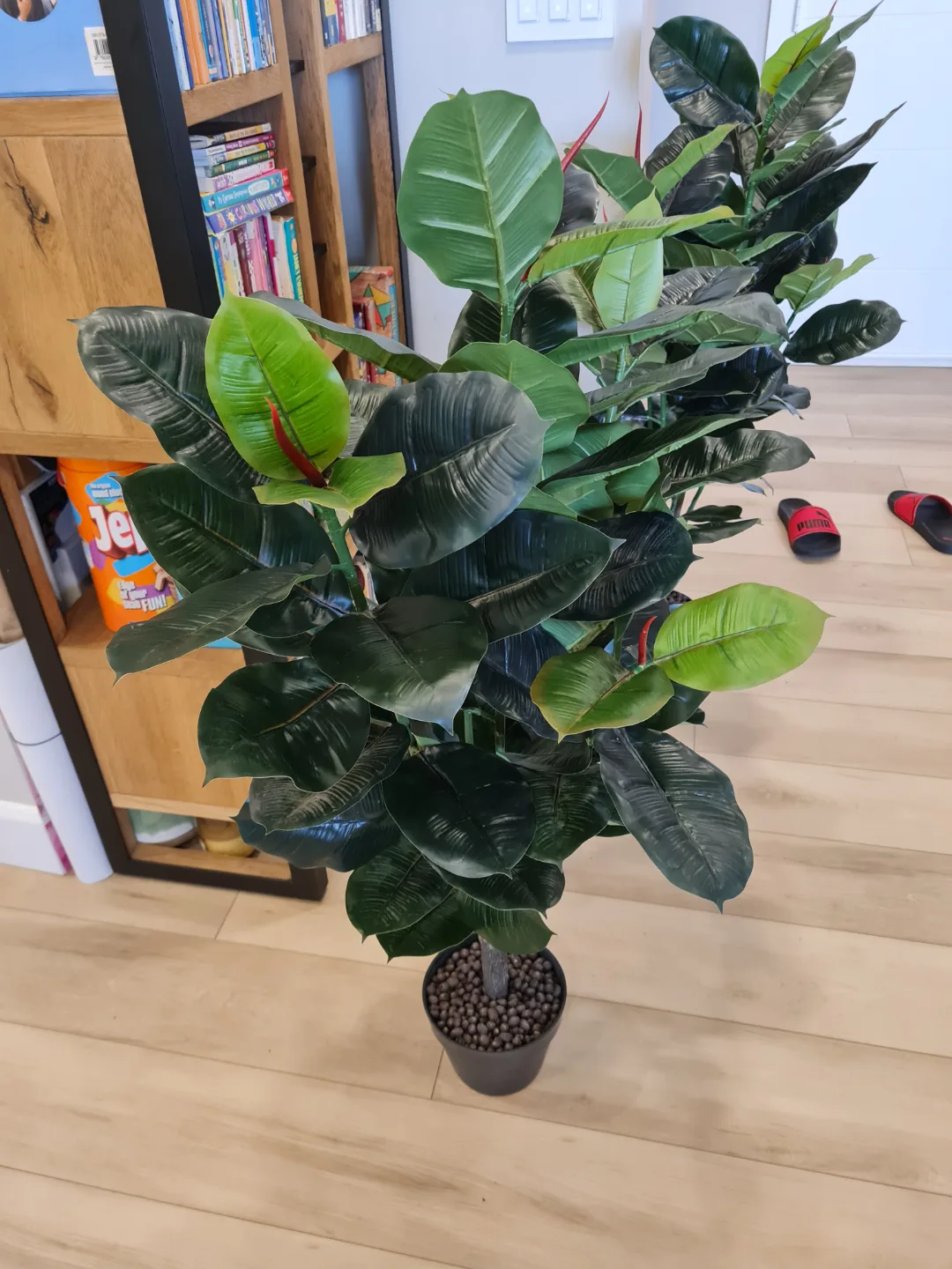 Two Artificial Rubber Plants image indicator(3)