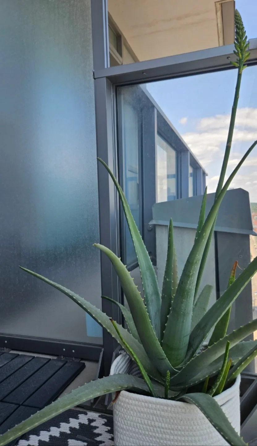 10inch pot Aloe Vera thumbnail