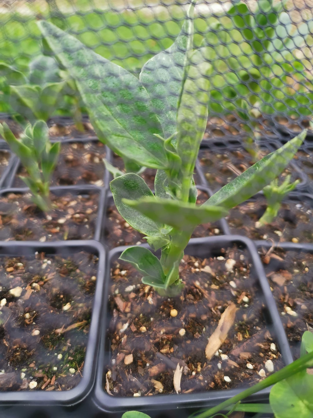 fava bean plants - photo 4