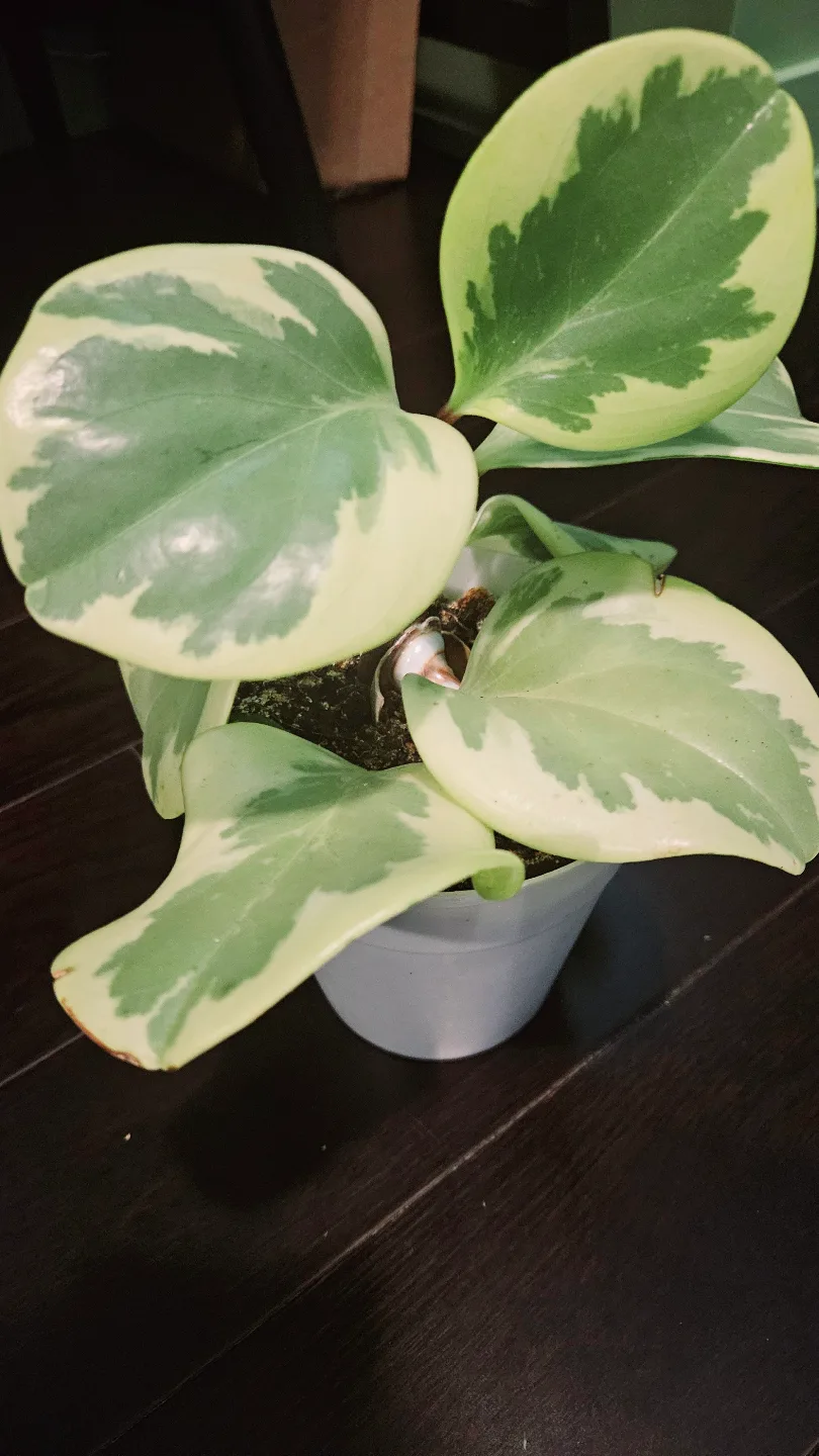 Peperomia Variegated Plant thumbnail