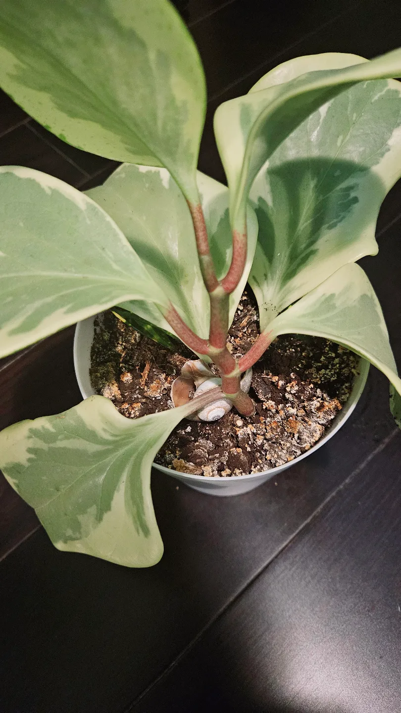 Peperomia Variegated Plant image indicator(2)