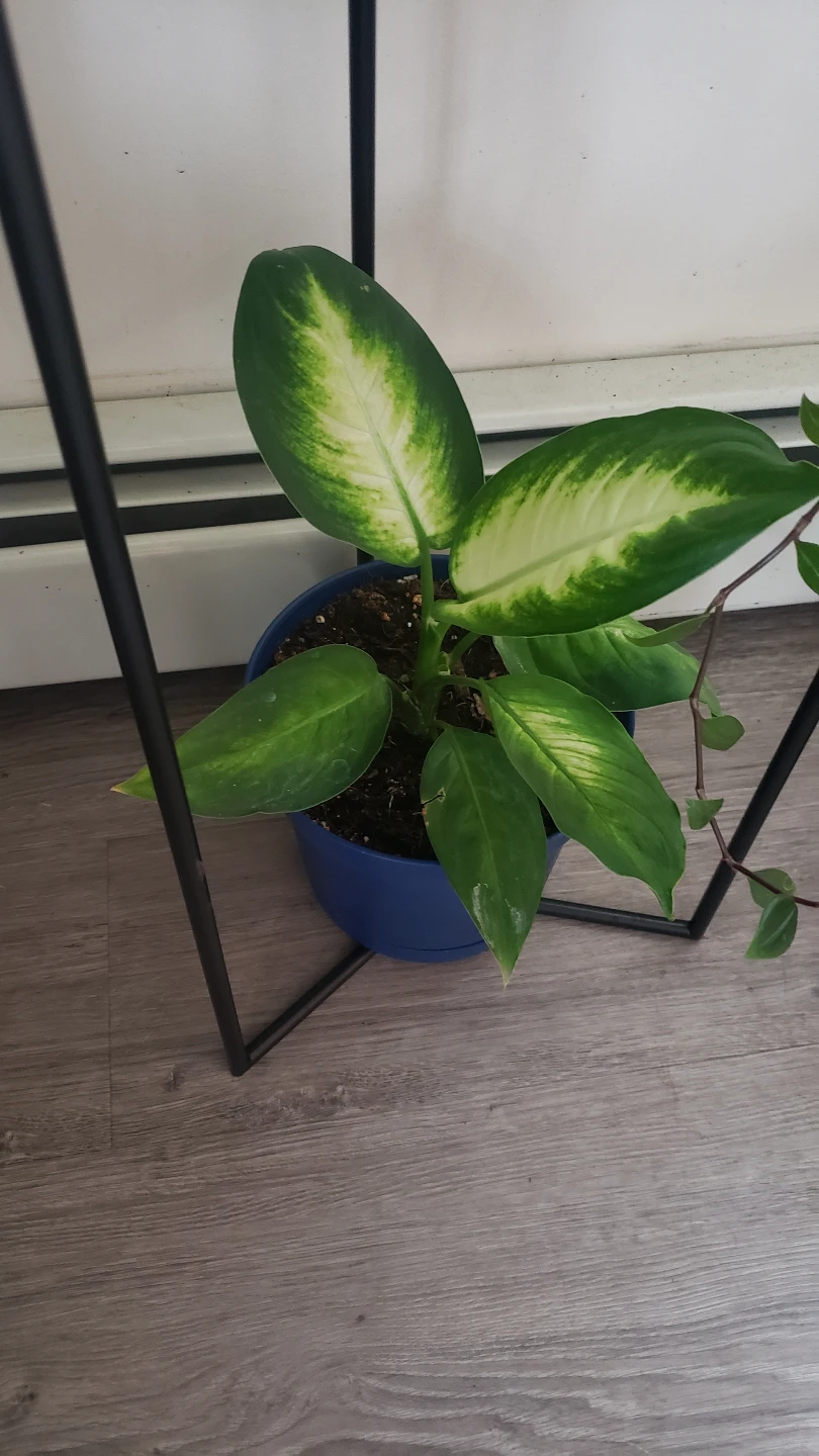 Houseplant Bundle: Rubber Plant, Coleus, Monstera, and More! - photo 4