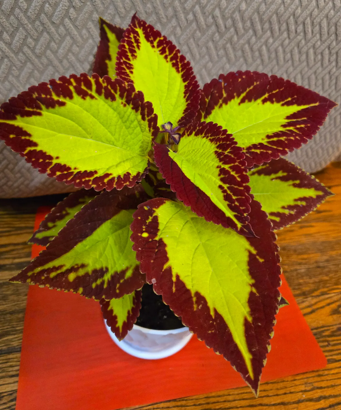 Coleus plant in 6 inch white pot image indicator(2)