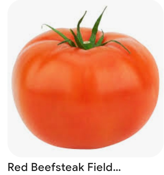 Tomato Plants to give away