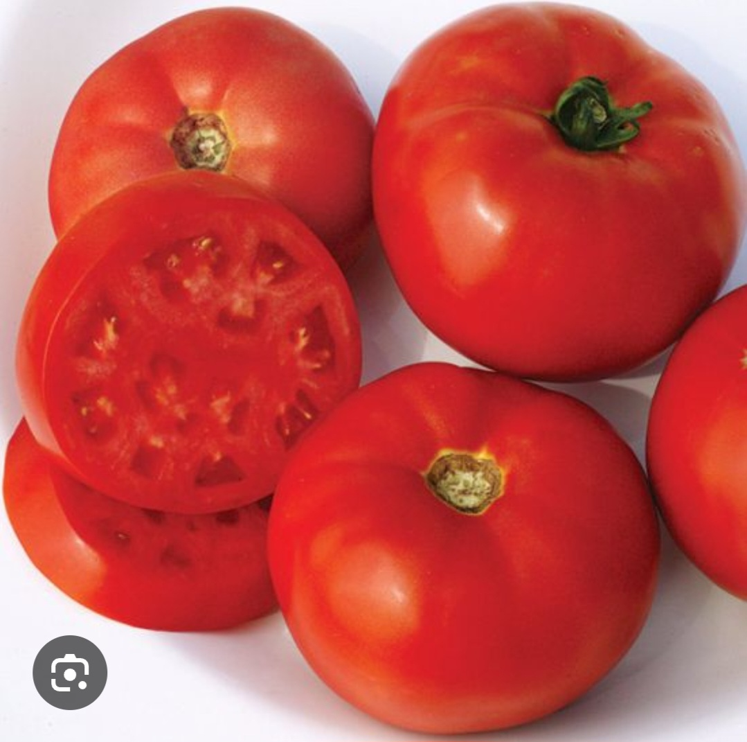 Tomato Plants to give away - photo 2