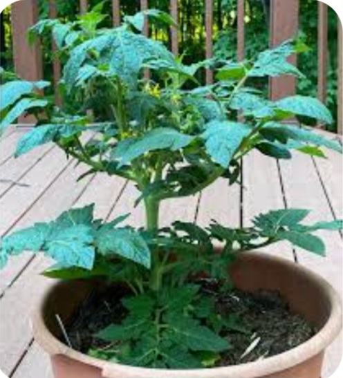 Tomato Plants to give away - photo 3