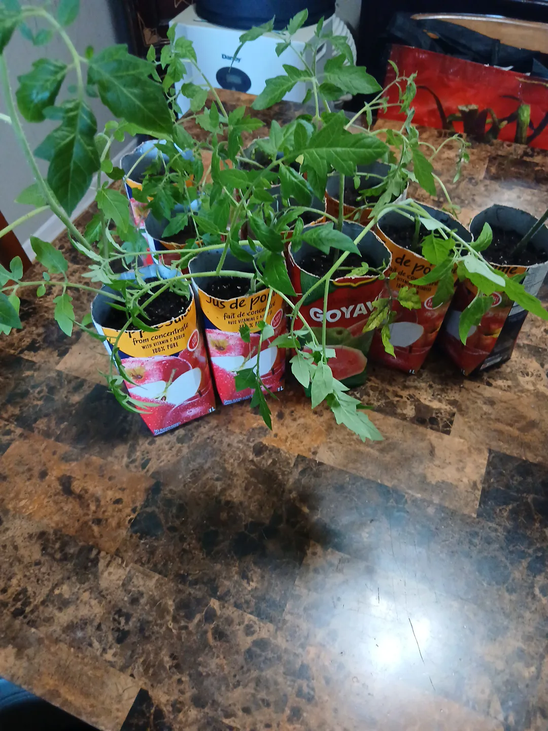 Tomato Seedlings - Ready to Plant! image indicator(2)