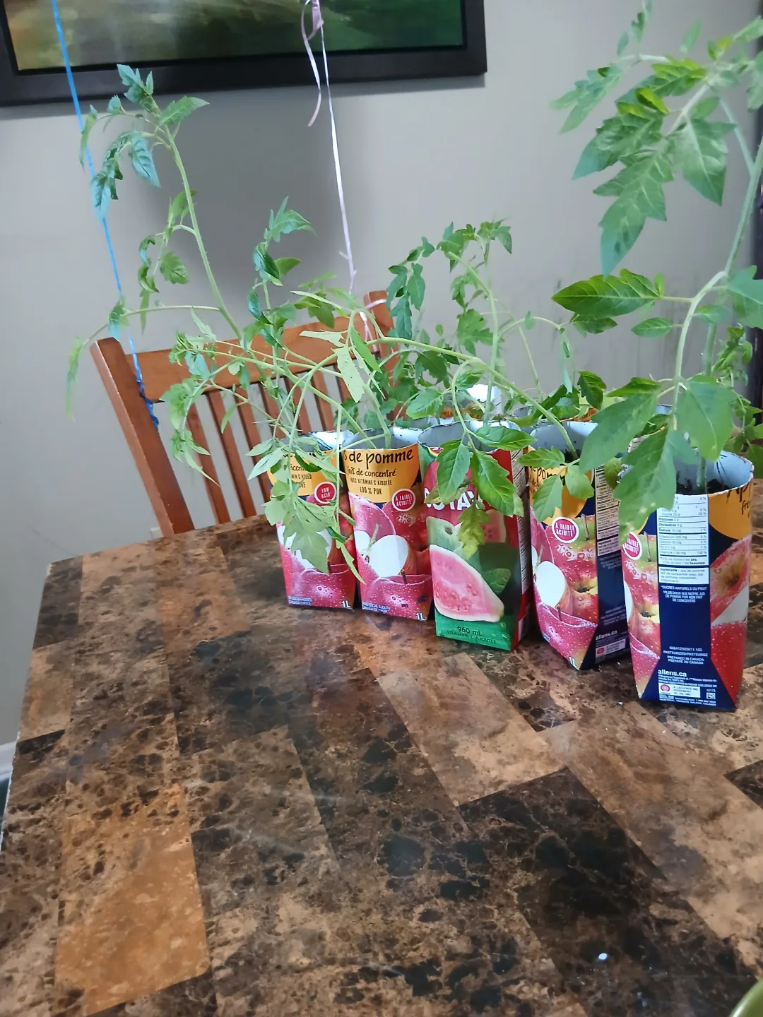 Tomato Seedlings - Ready to Plant! image indicator(3)