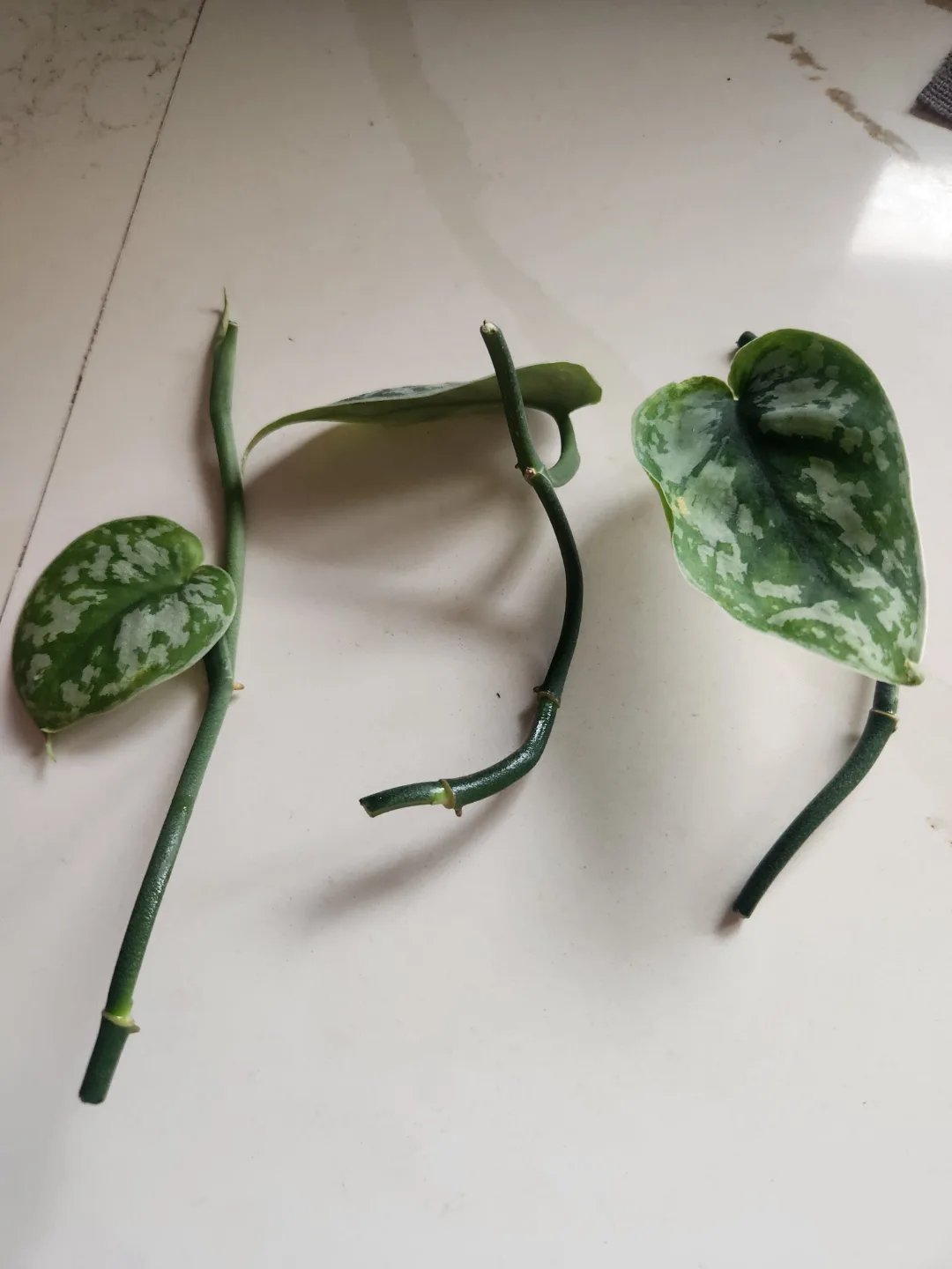 satin potho cuttings thumbnail