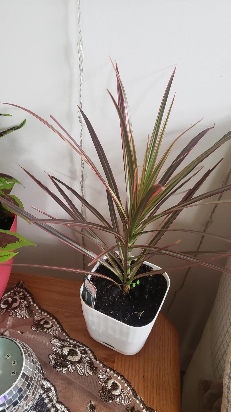 Houseplant Bundle: Rubber Plant, Coleus, Monstera, and More! - photo 2