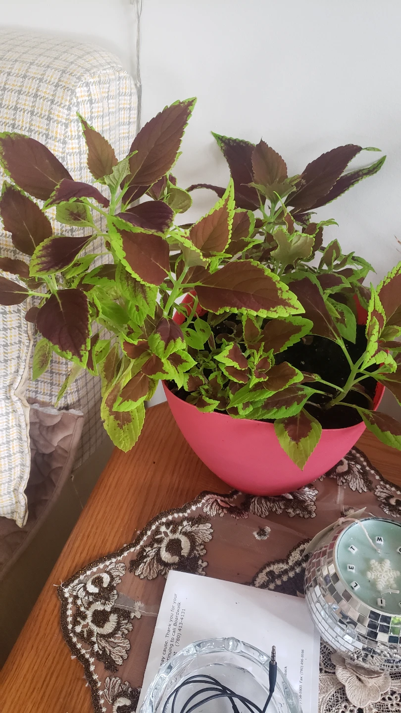 Houseplant Bundle: Rubber Plant, Coleus, Monstera, and More! - photo 5