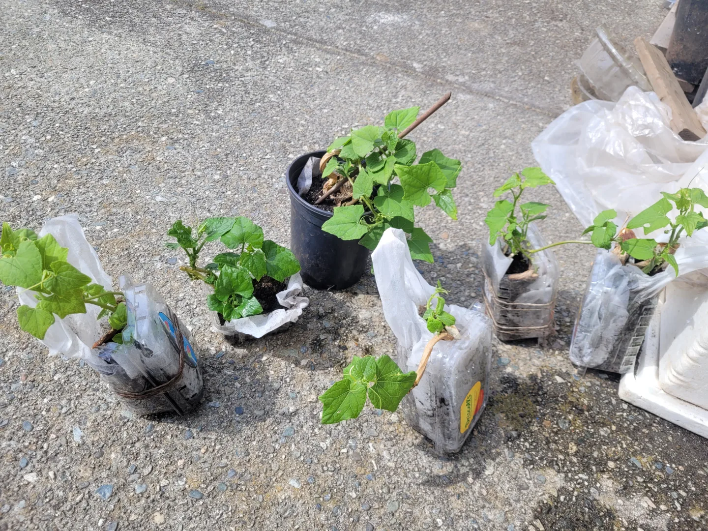 Amazing organic vegetable:Chayote Plant starts image indicator(2)