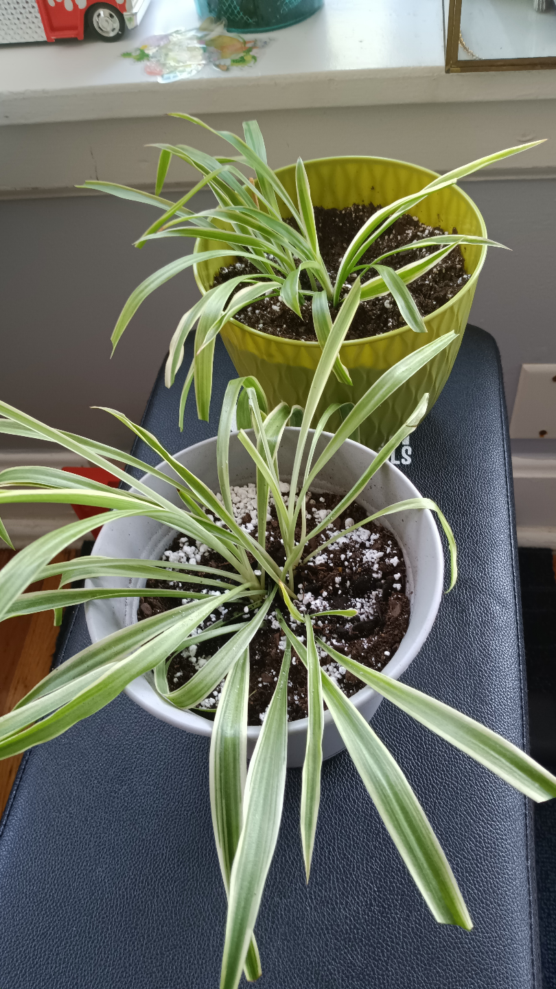 Two Spider Plants in Pots
