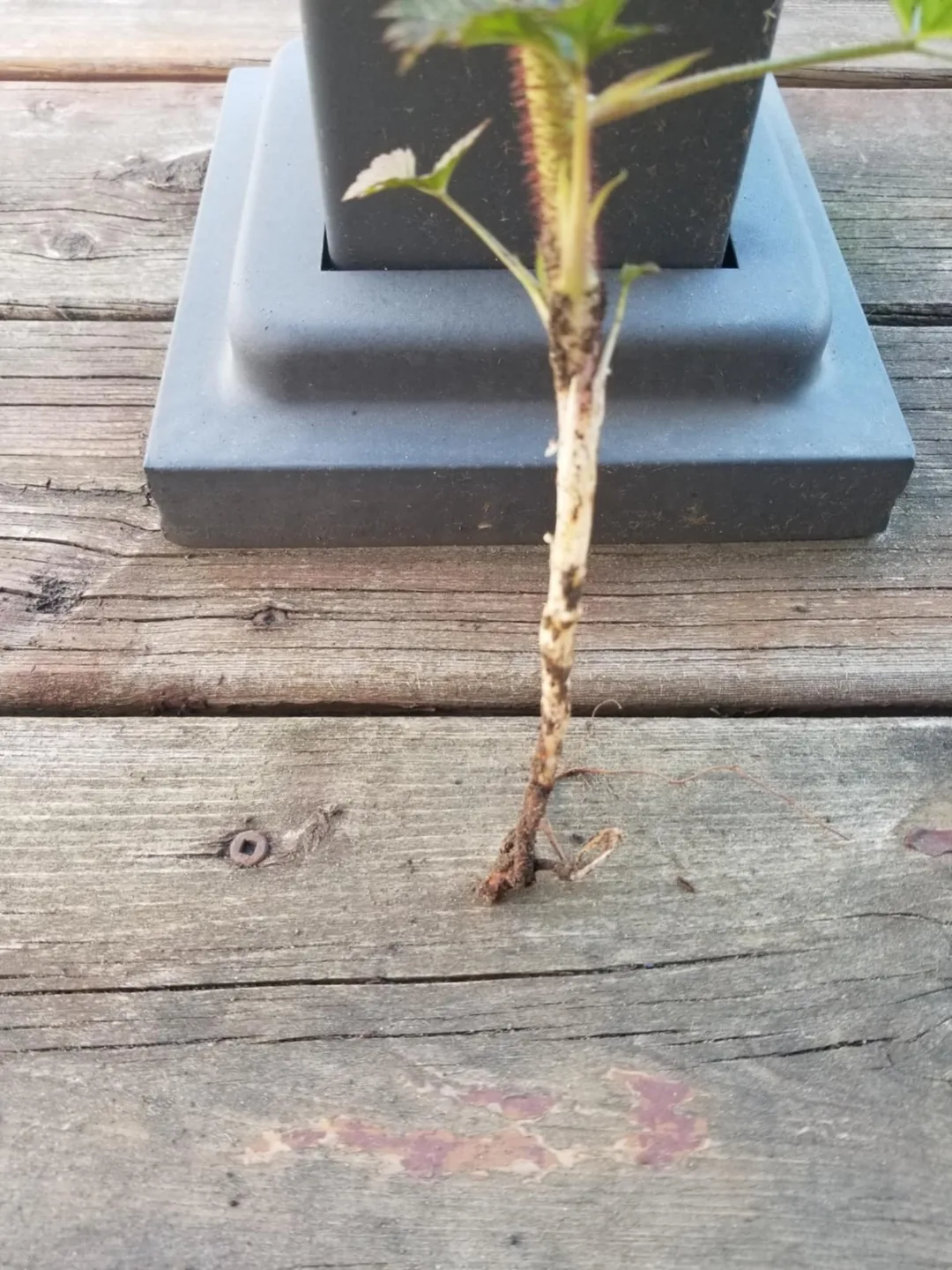 Red Raspberry rhizomes plant - bare root image indicator(2)