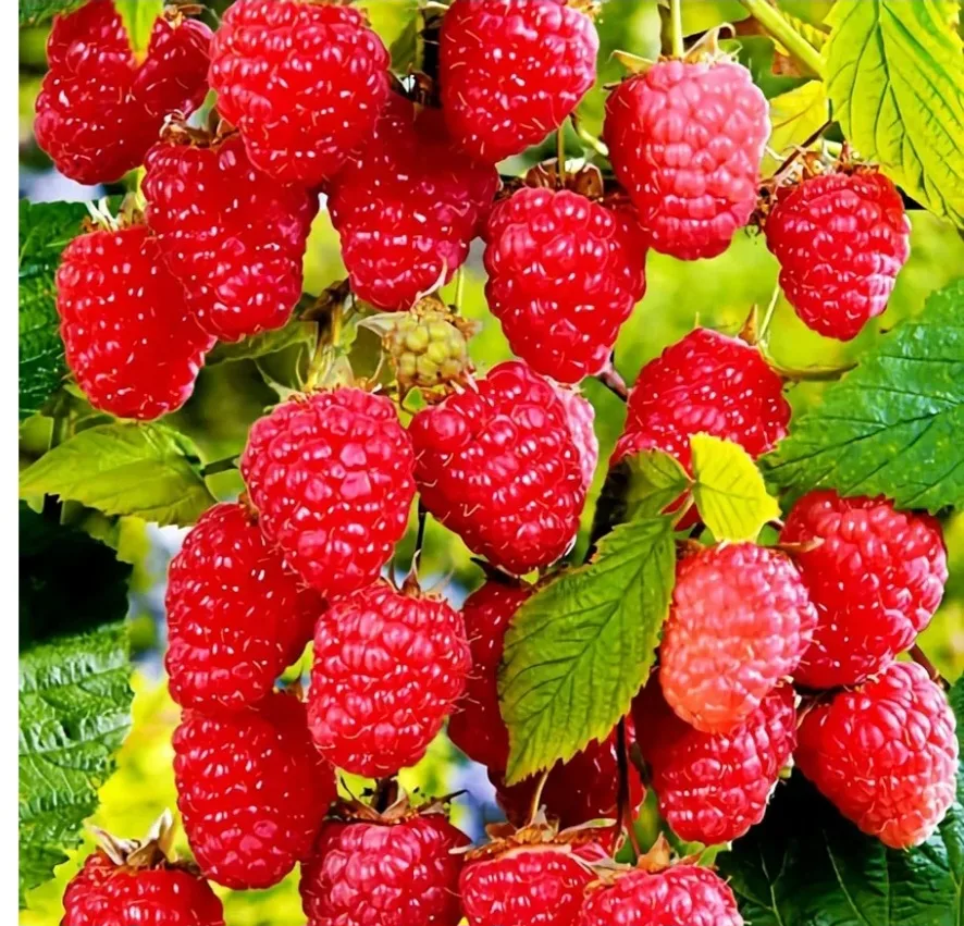 Red Raspberry rhizomes plant - bare root image indicator(3)