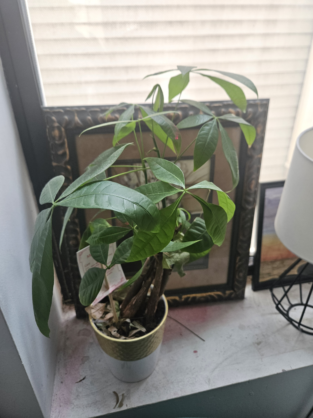 Money Tree Plant in Pot
