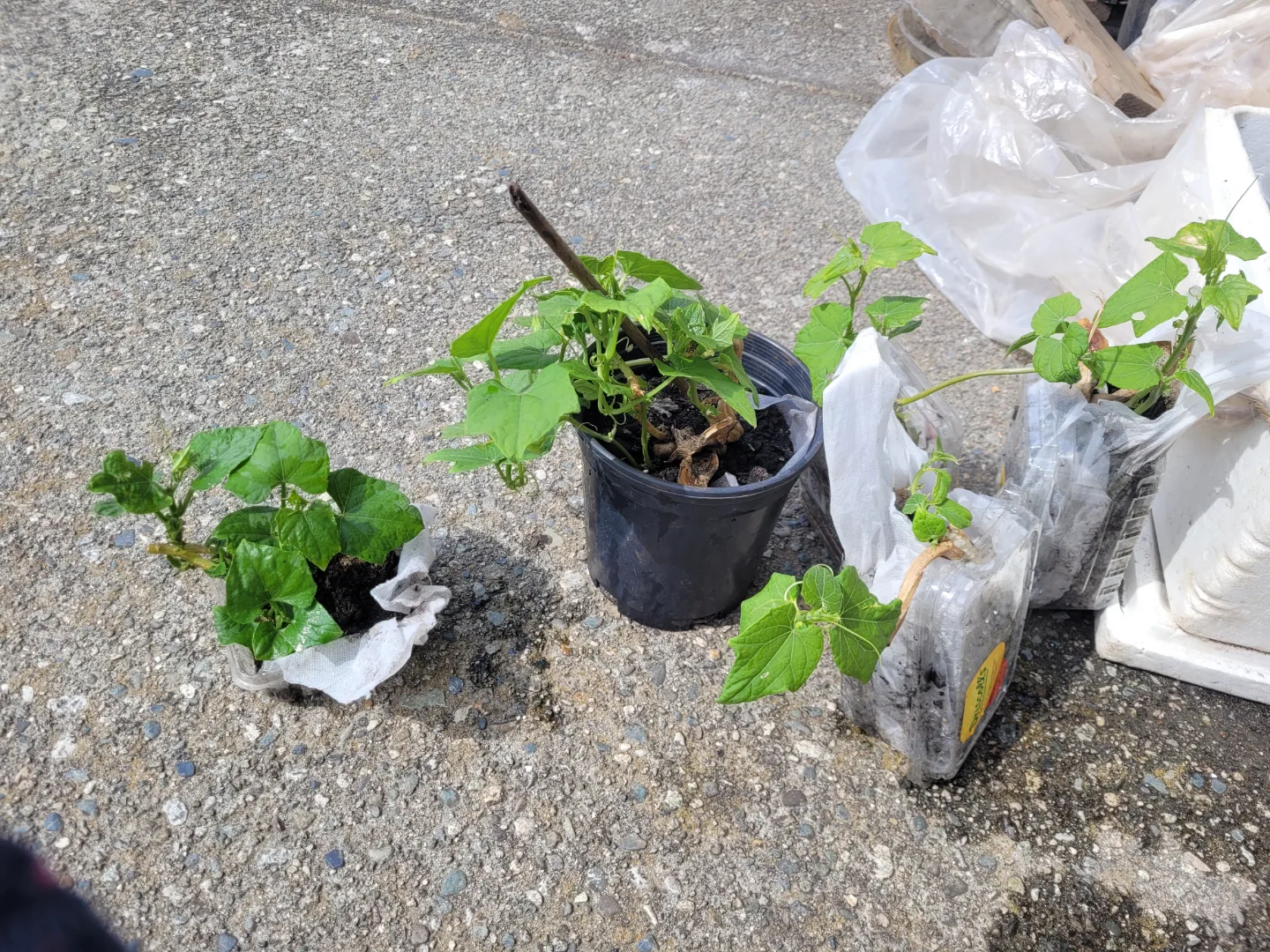 Amazing organic vegetable:Chayote Plant starts image indicator(3)