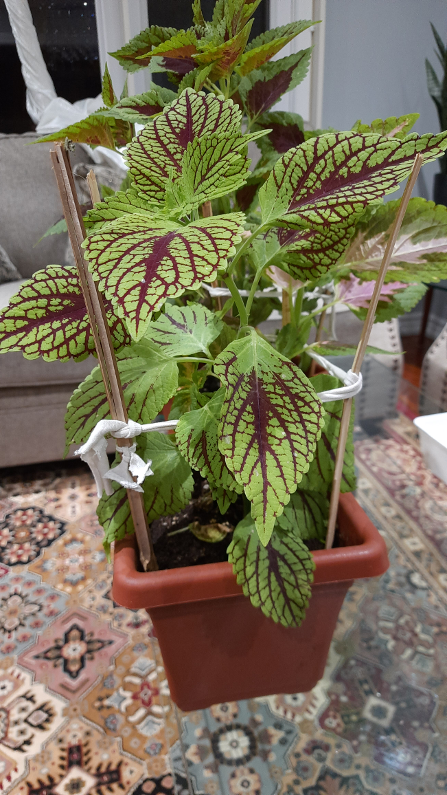 Coleus plant in terracotta pot - photo 3