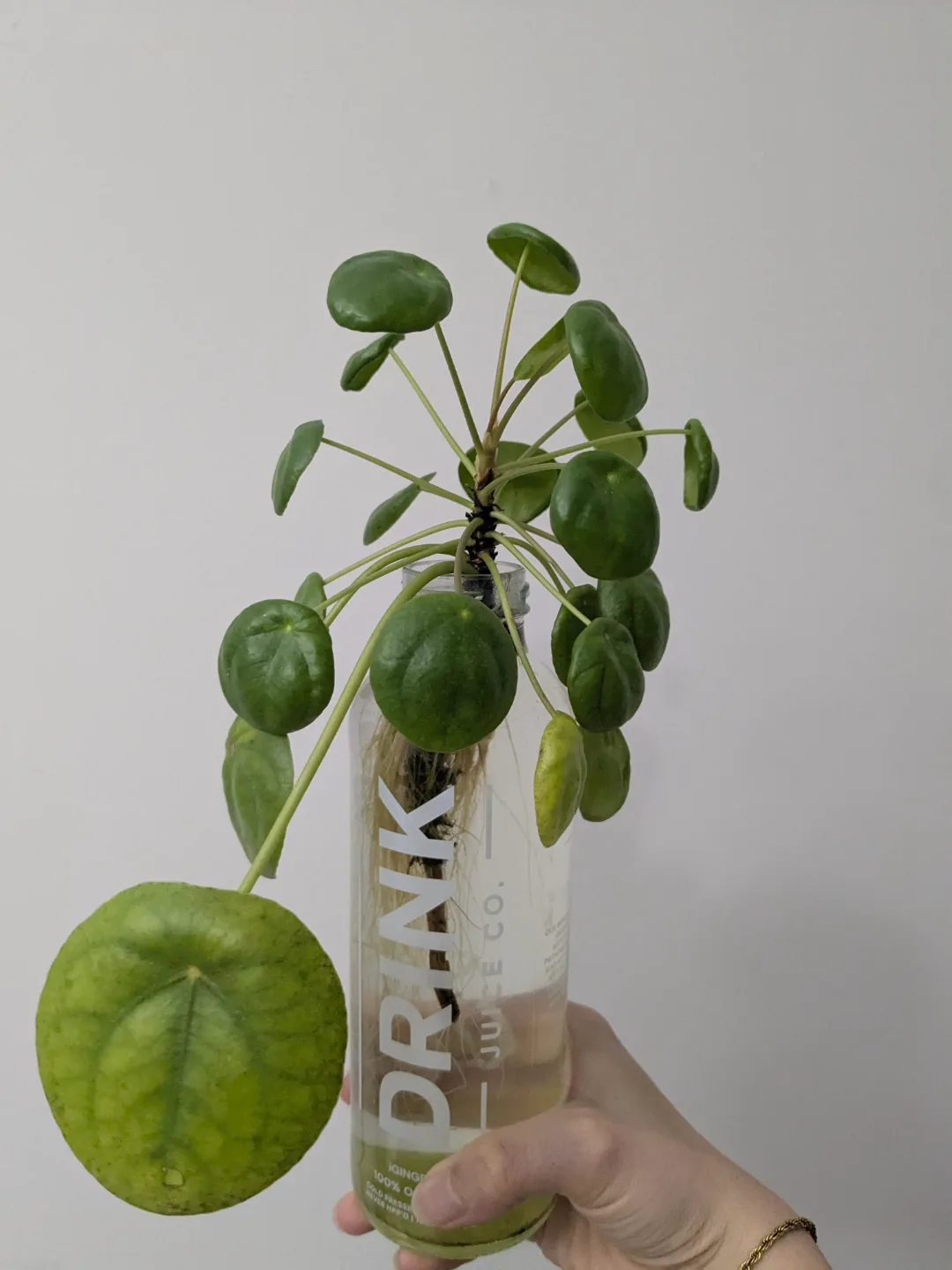 Chinese Money Plant in Water Propagation thumbnail
