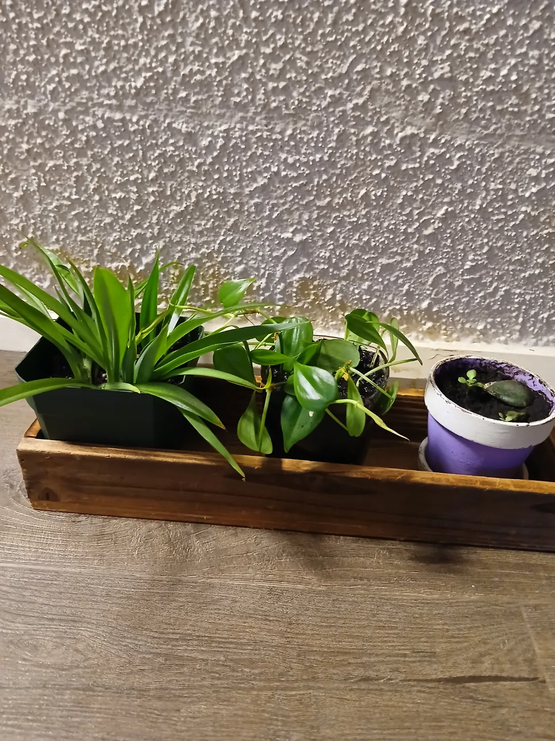 Three potted plants in wooden planter thumbnail