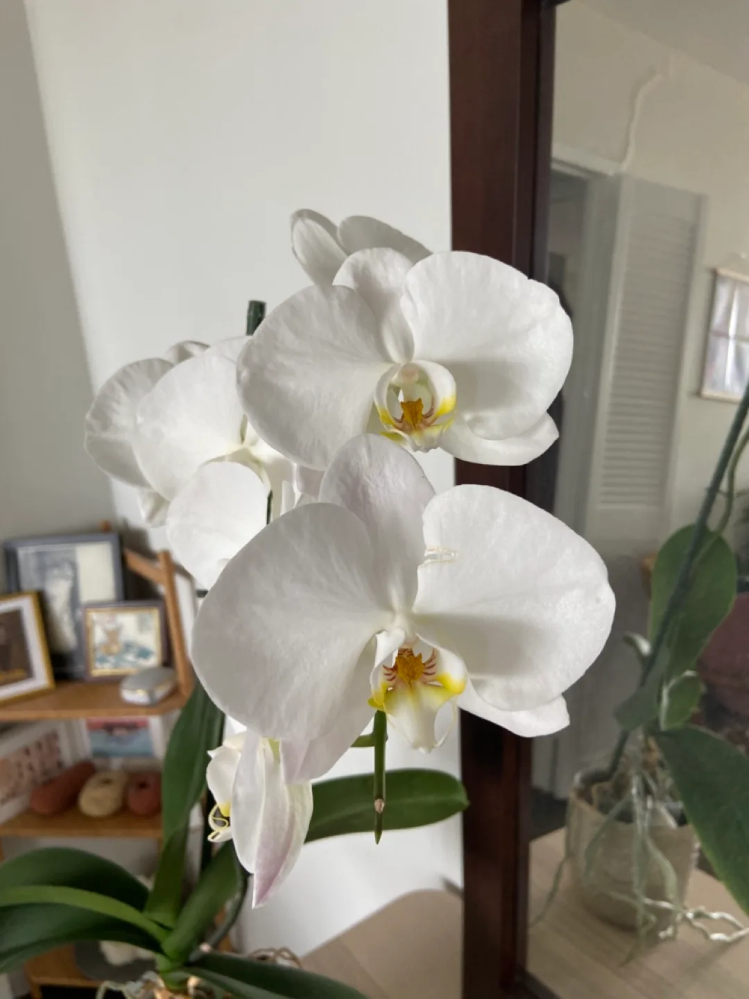 Orchid and textured ceramic pot thumbnail
