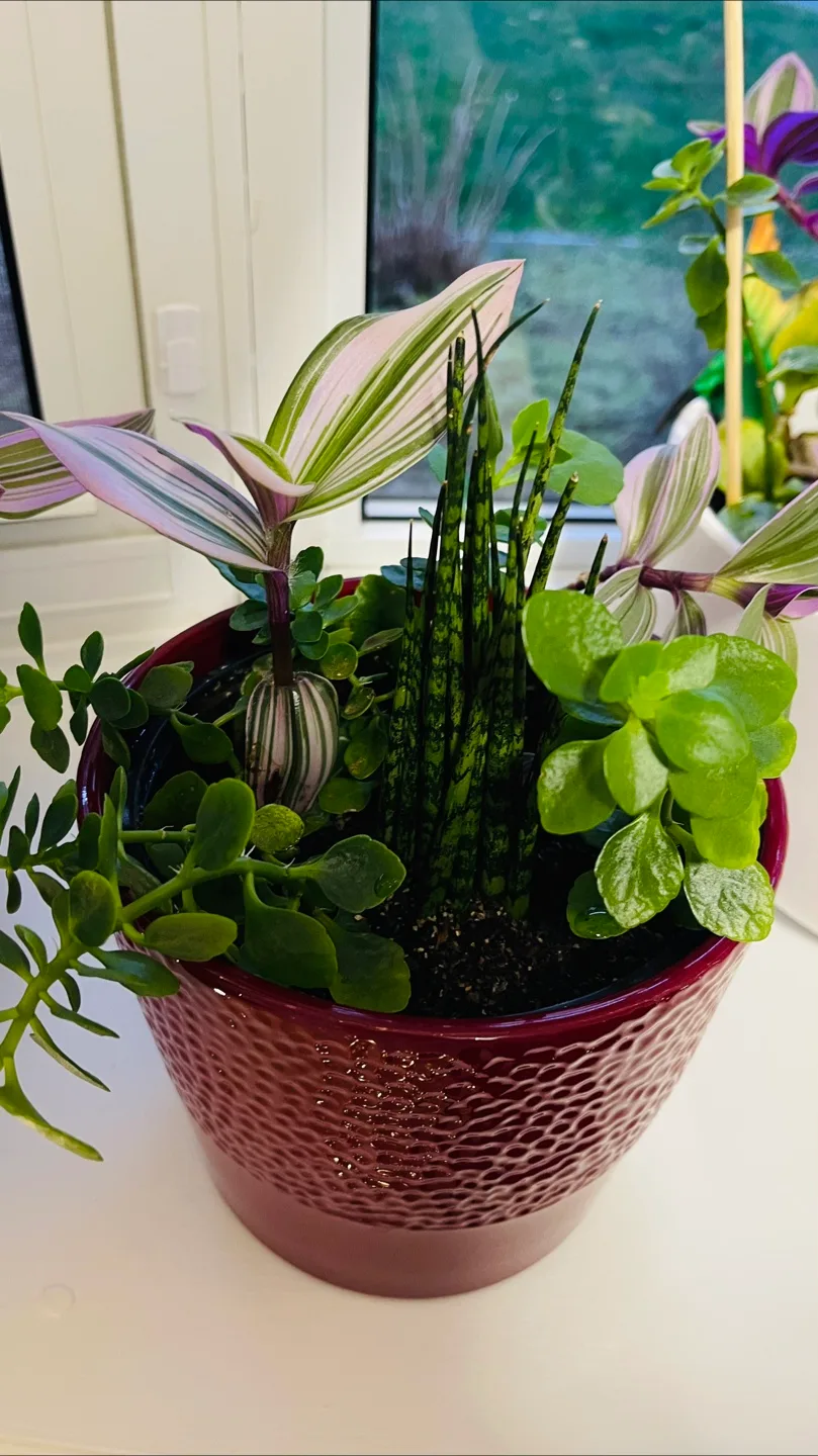 Indoor Plant Arrangement in Burgundy Pot thumbnail