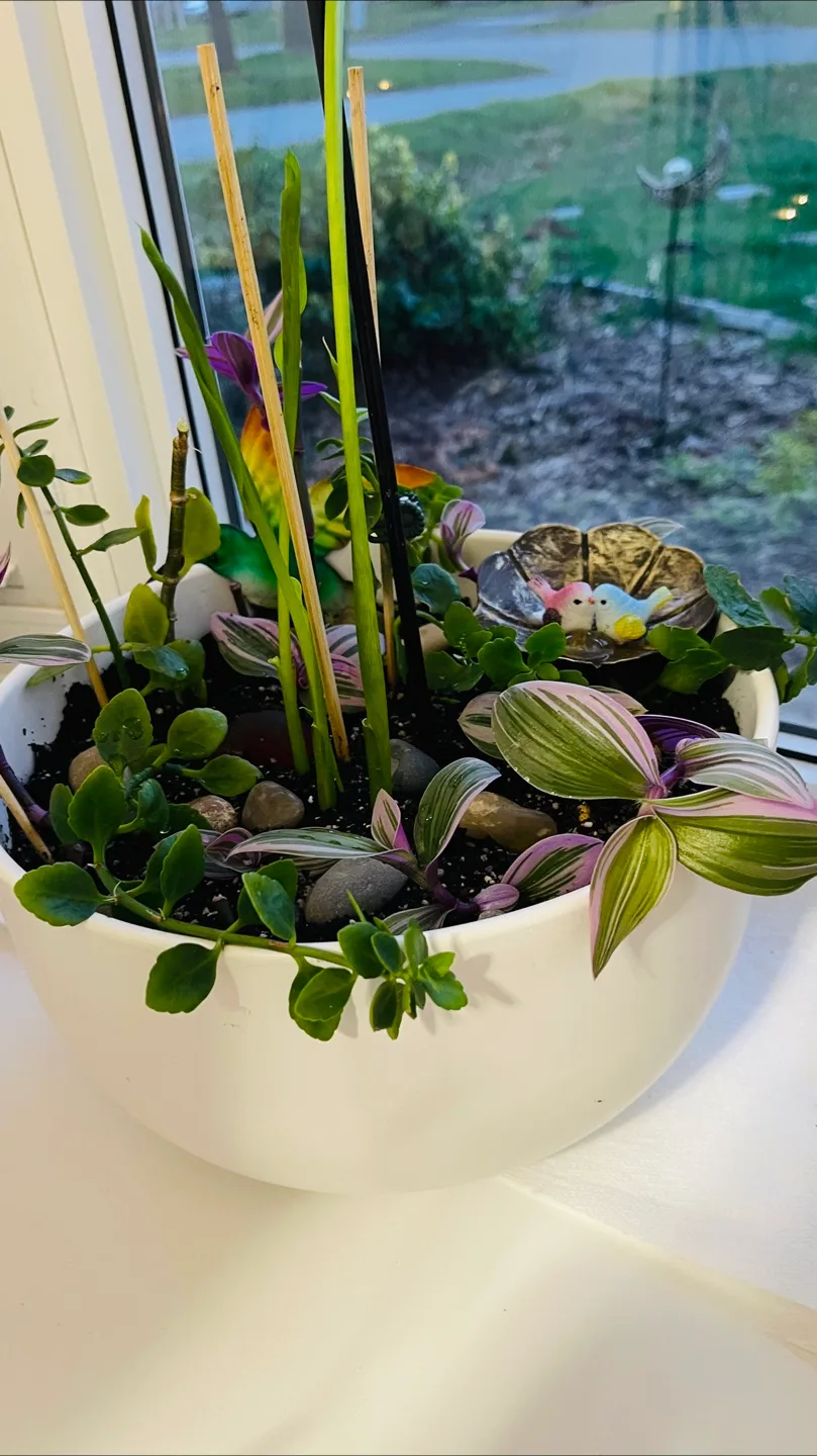 Miniature Indoor Garden Terrarium thumbnail