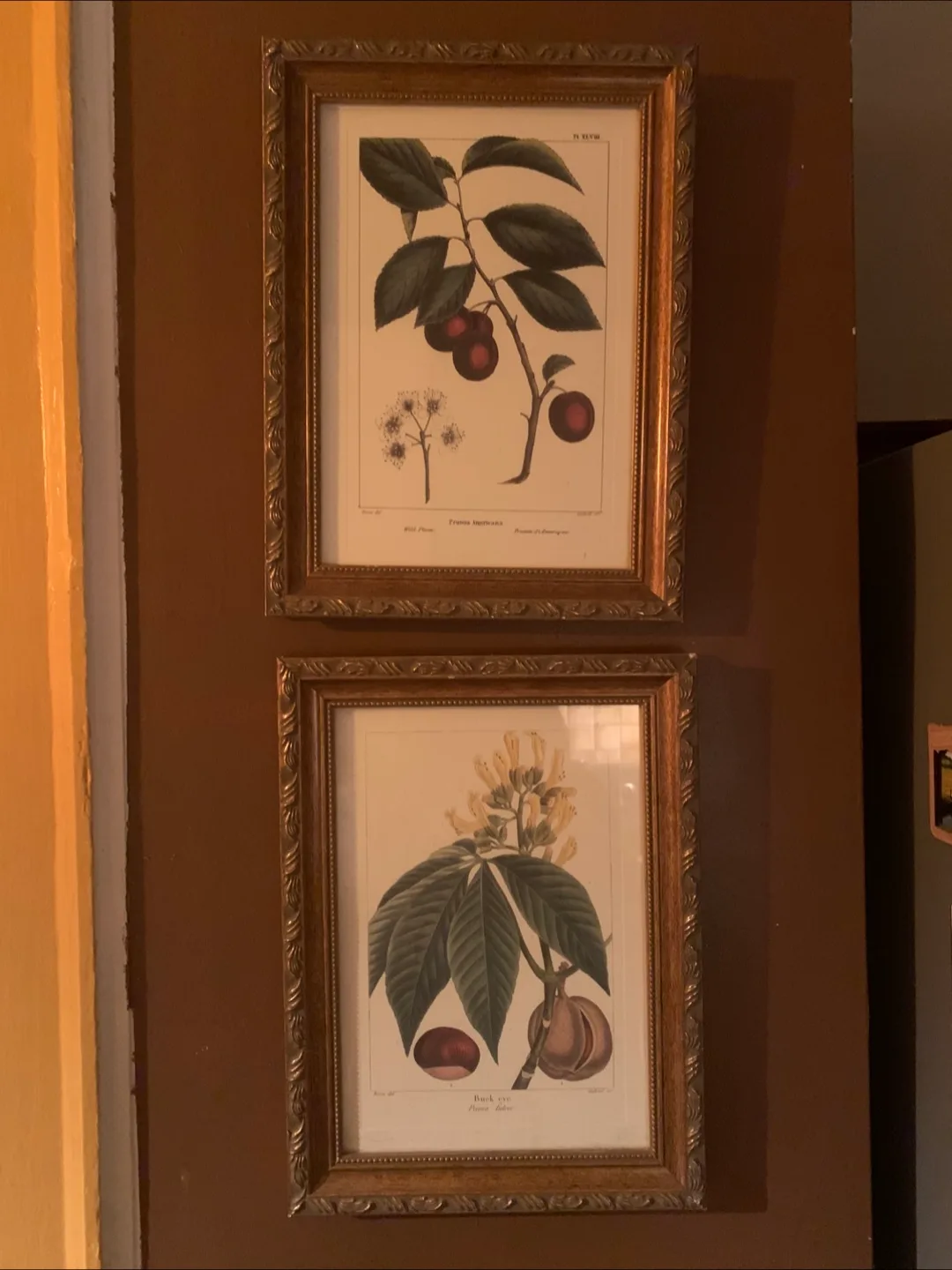 Pair of framed botanical prints thumbnail