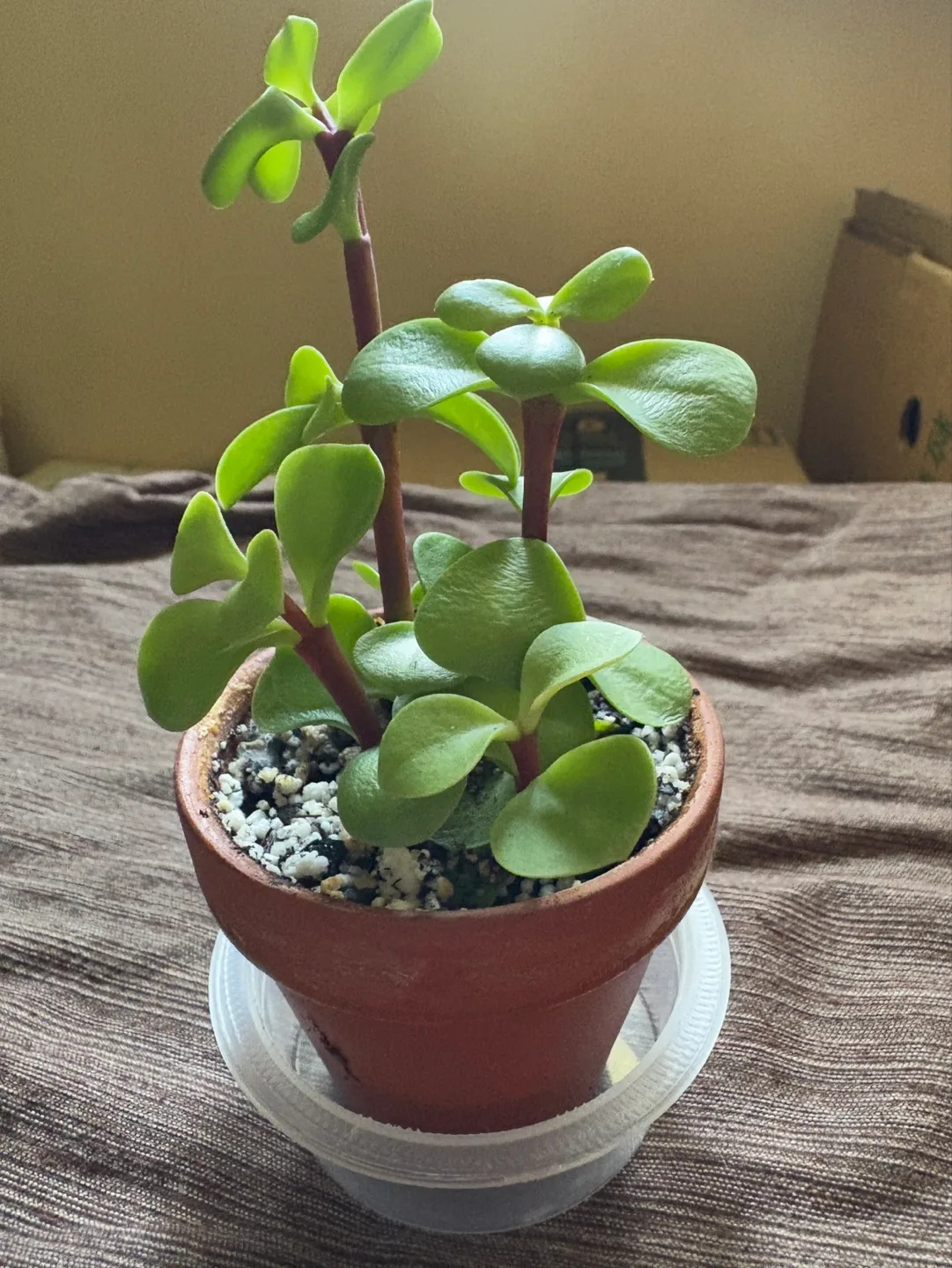 Young elephant bush succulent - 2.5in perfect for gift image indicator(3)