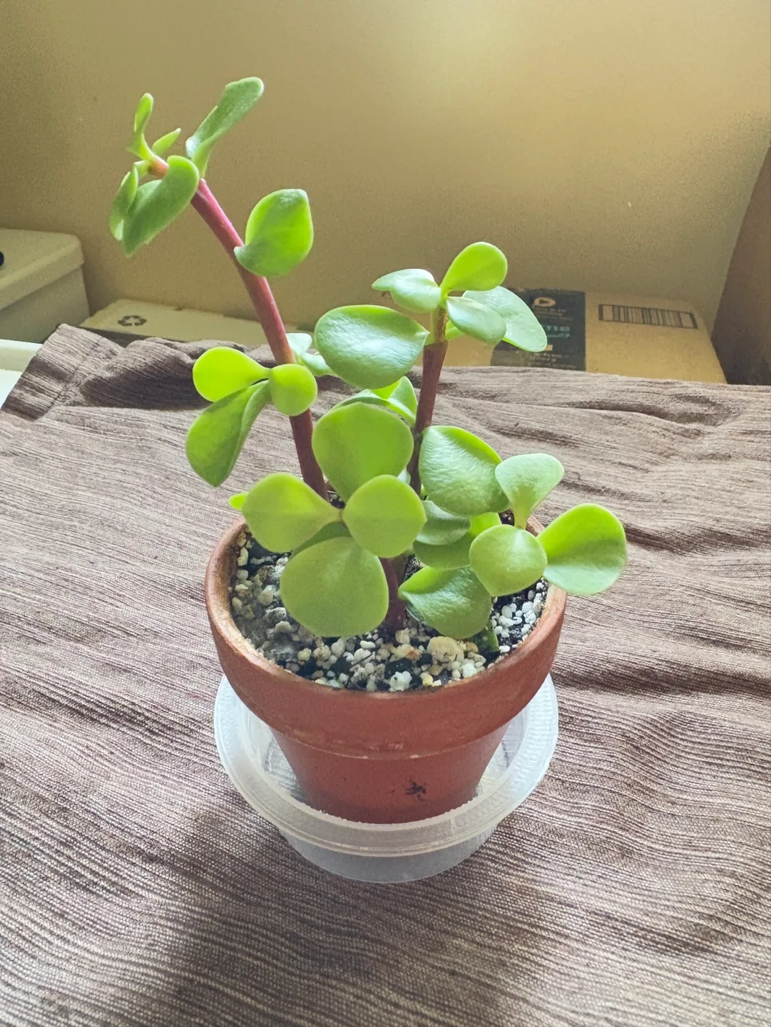 Young elephant bush succulent - 2.5in perfect for gift image indicator(2)