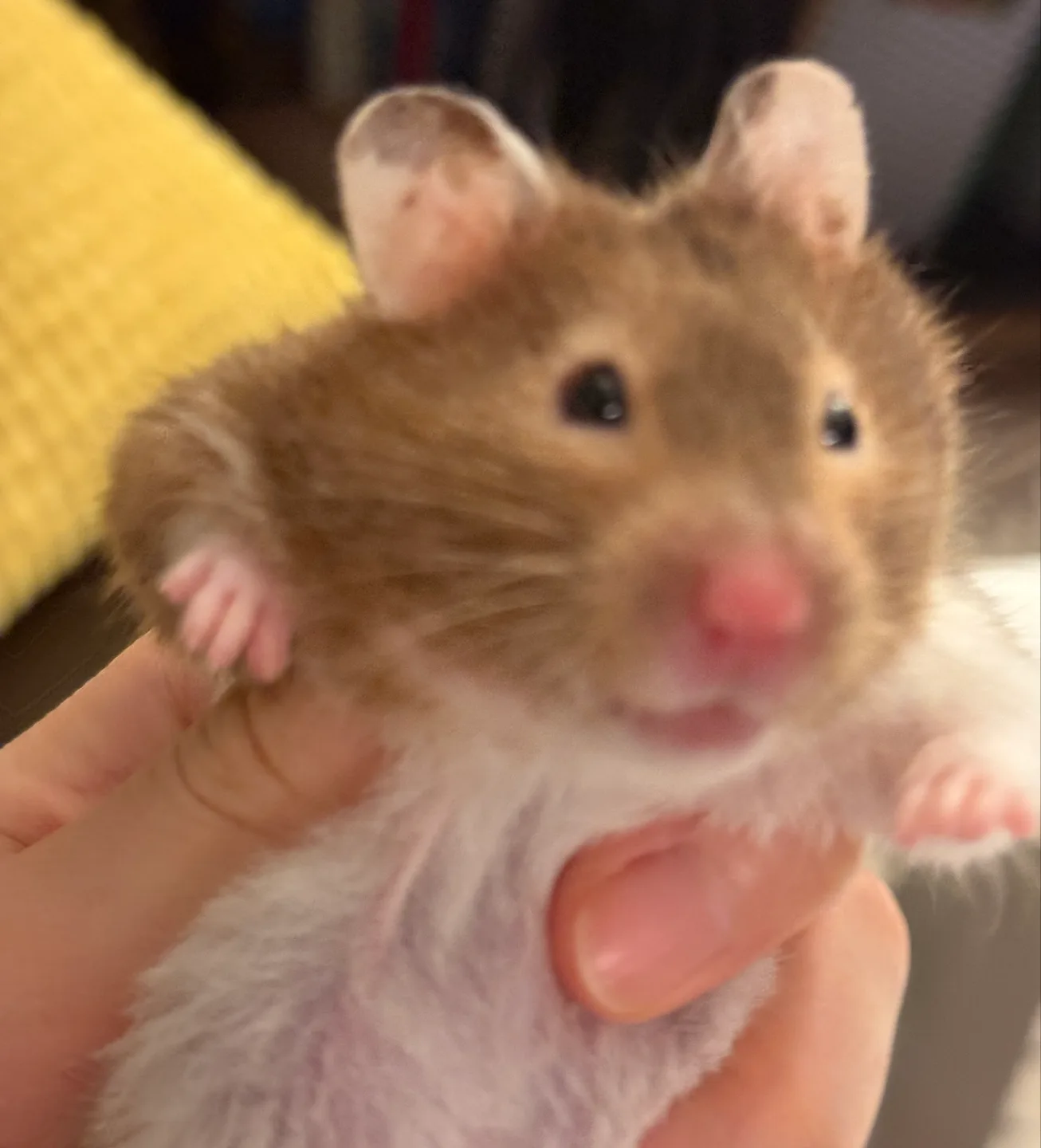 Large Hamster Cage - White image indicator(6)