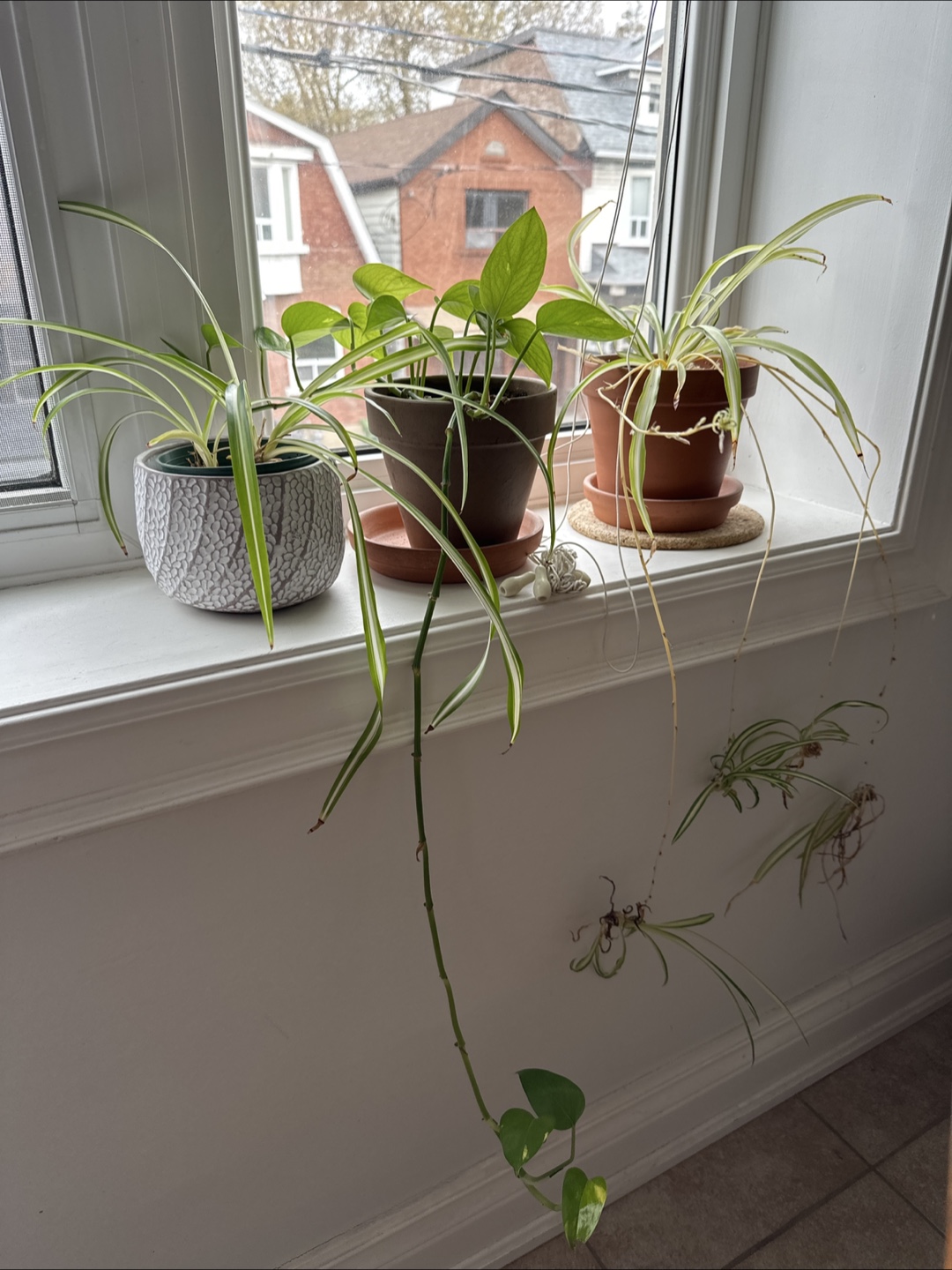 Three potted houseplants