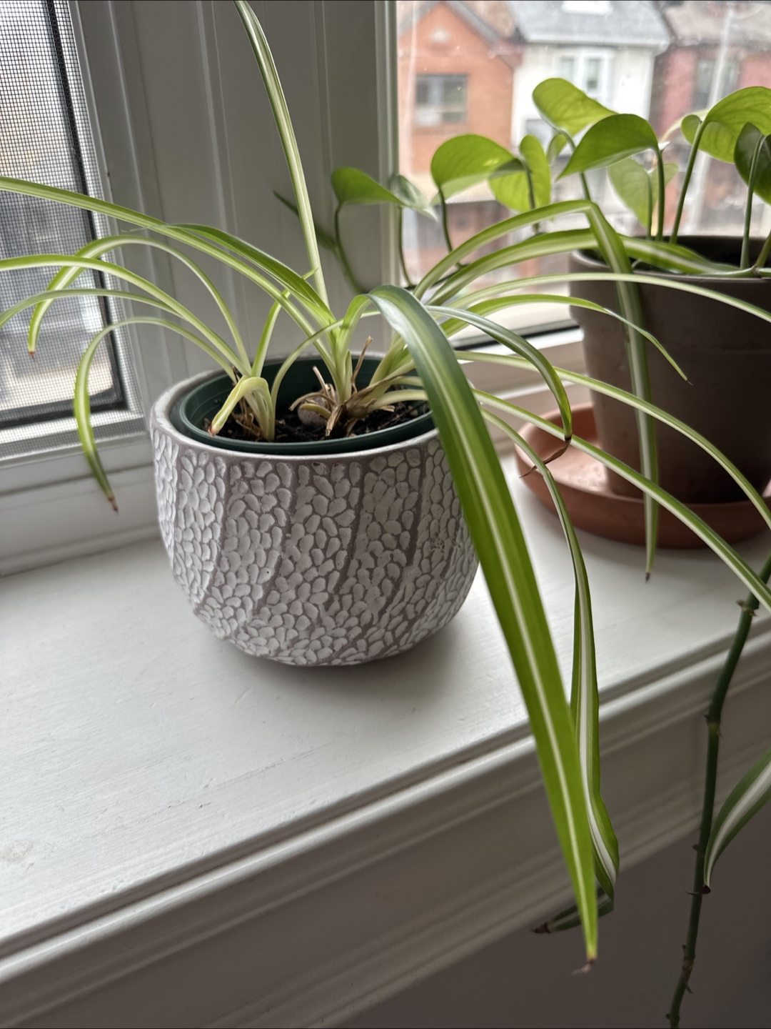 Three potted houseplants - photo 2