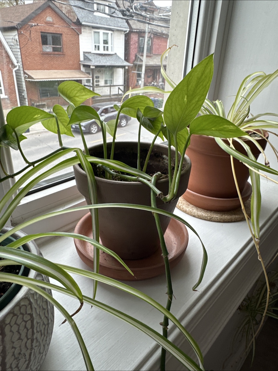 Three potted houseplants - photo 4