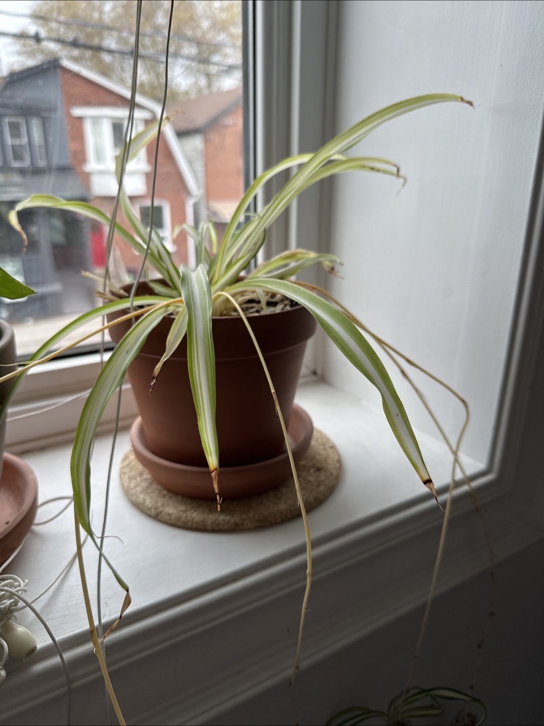 Three potted houseplants - photo 3