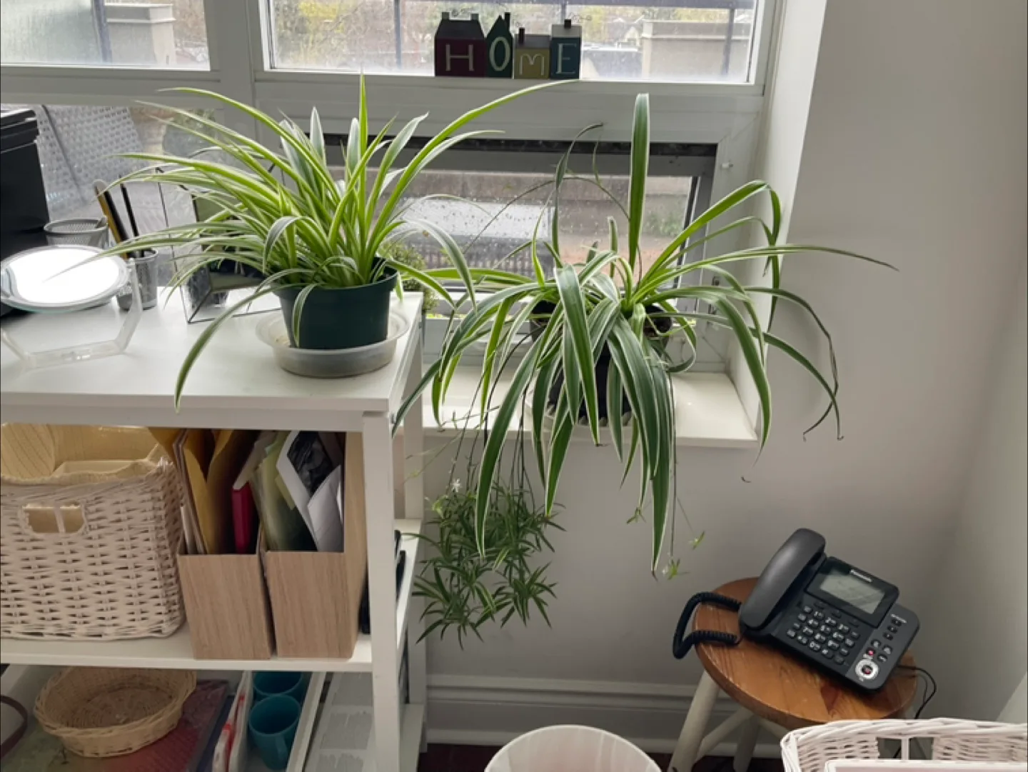 Two Spider Plants, jade plants thumbnail