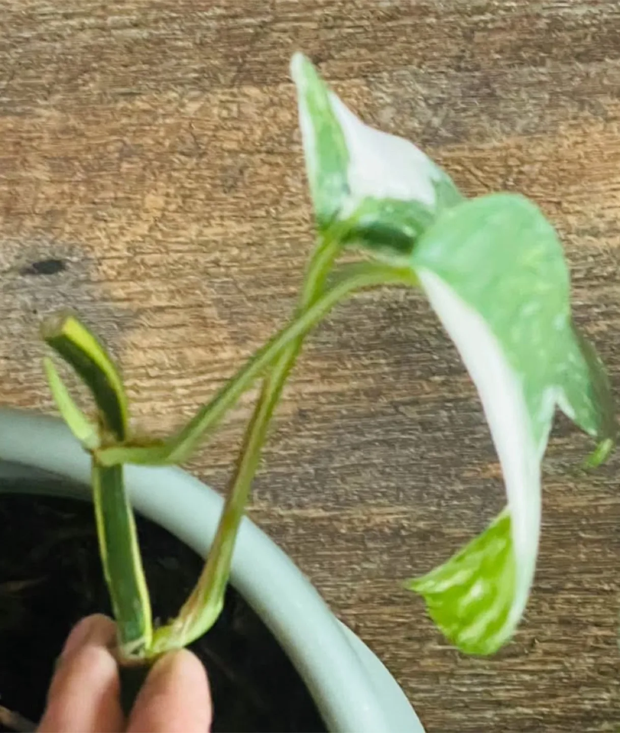Epipremnum Pinnatum Pothos (moving sale) image indicator(3)