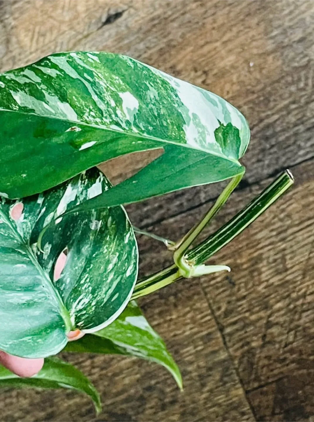 Epipremnum Pinnatum Pothos (moving sale) image indicator(2)