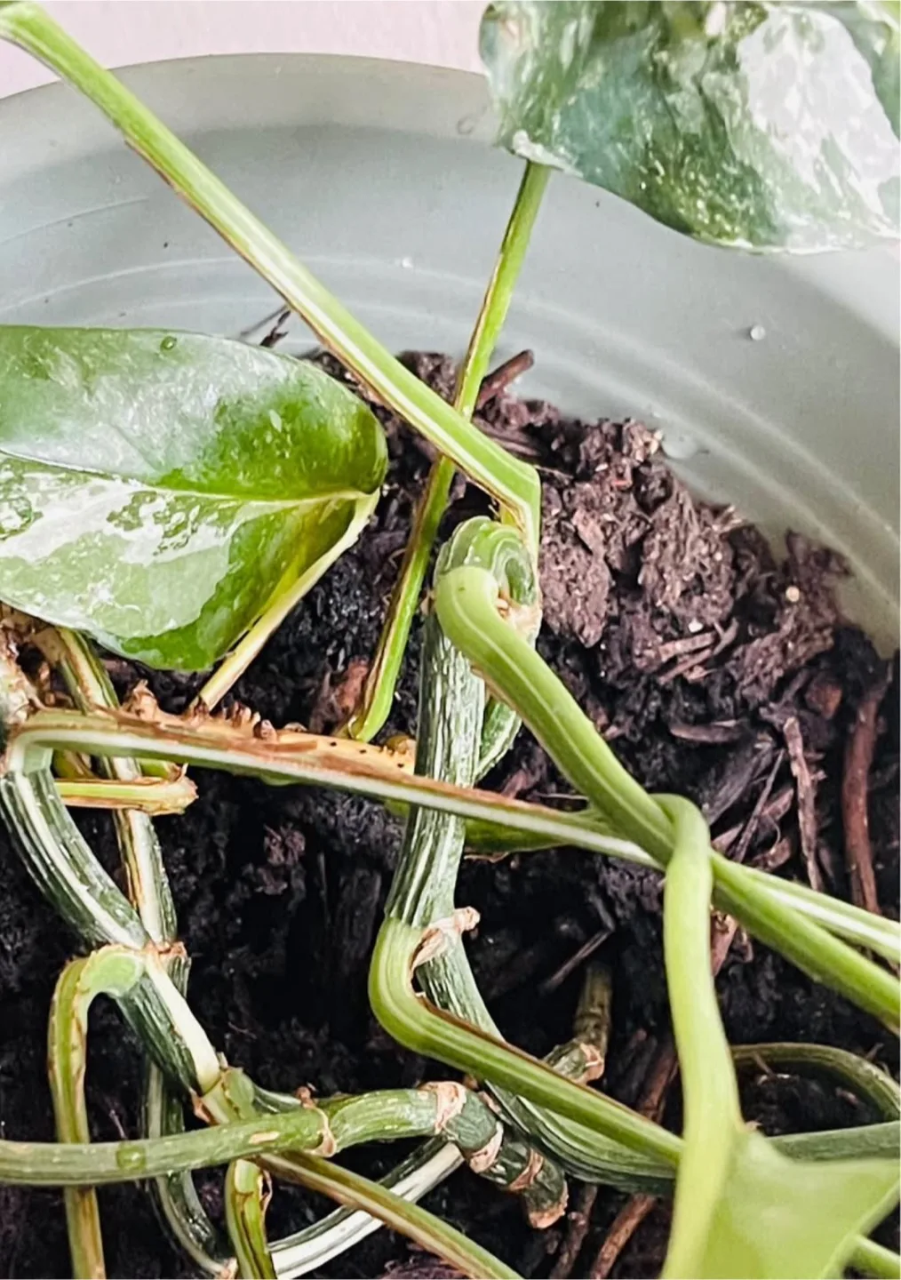 Epipremnum Pinnatum Pothos (moving sale) image indicator(4)