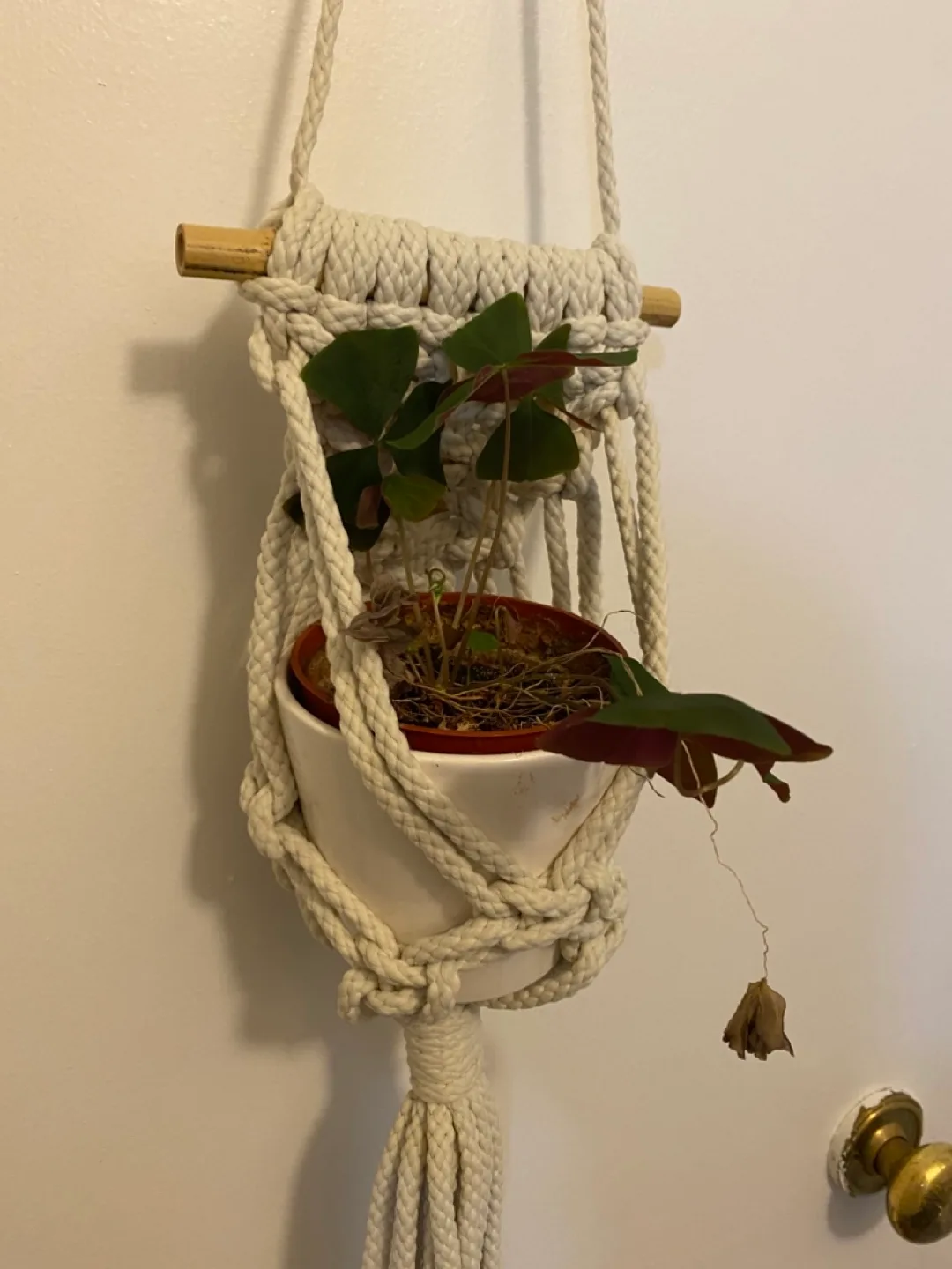 Small Macrame Wall Hanging Planter image indicator(6)