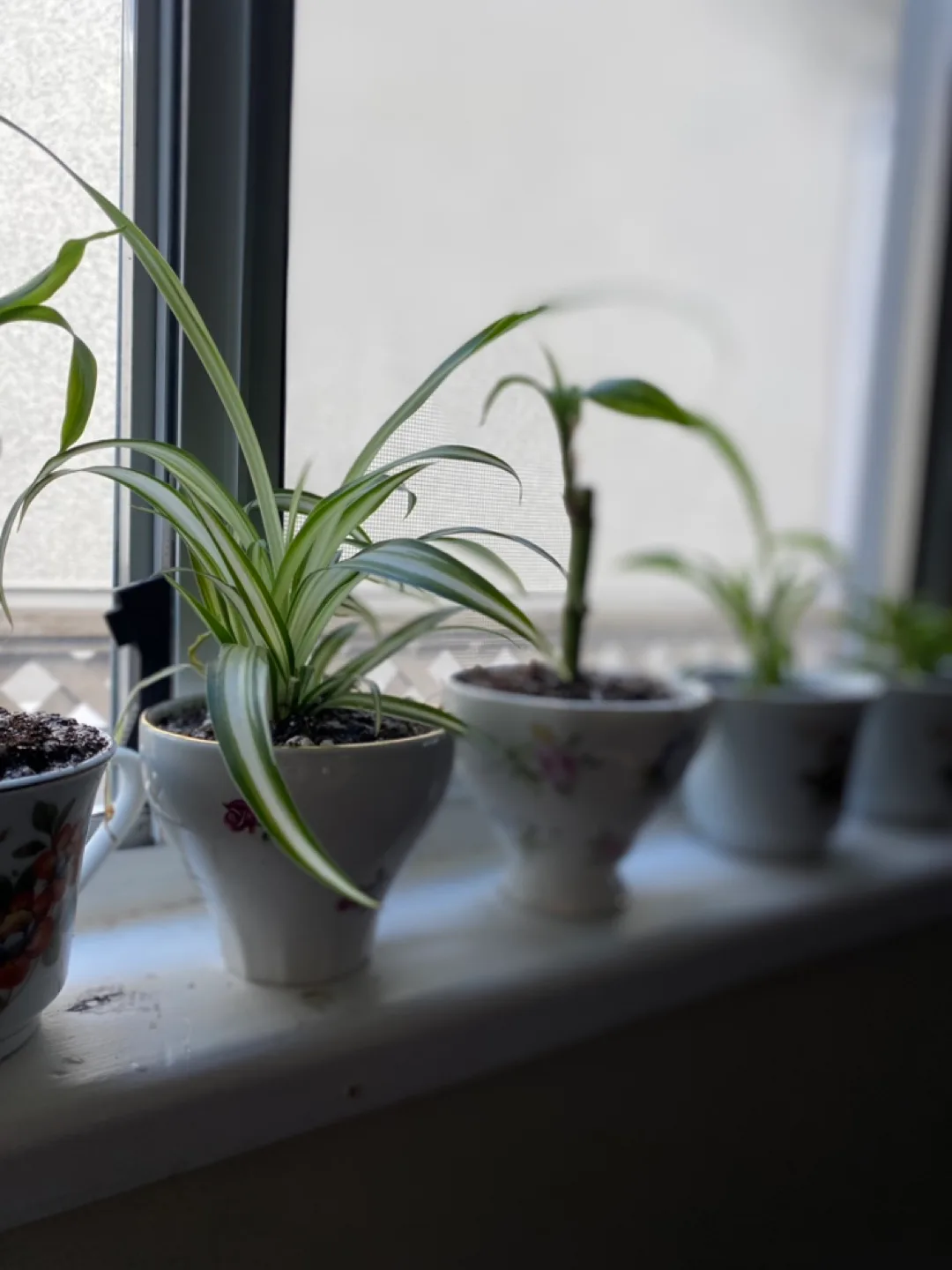 Vintage Teacups With Candles & Plant Varieties image indicator(6)