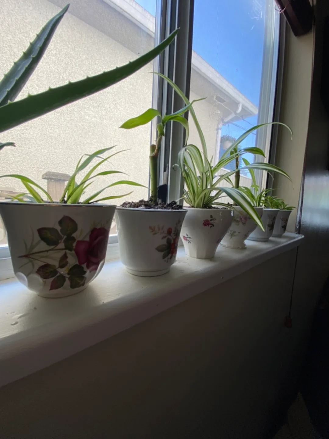 Vintage Teacups With Candles & Plant Varieties image indicator(8)