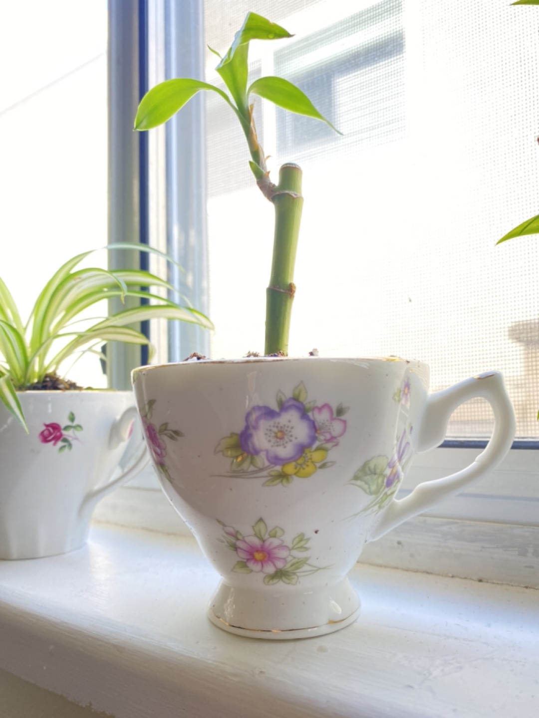 Vintage Teacups With Candles & Plant Varieties - photo 5