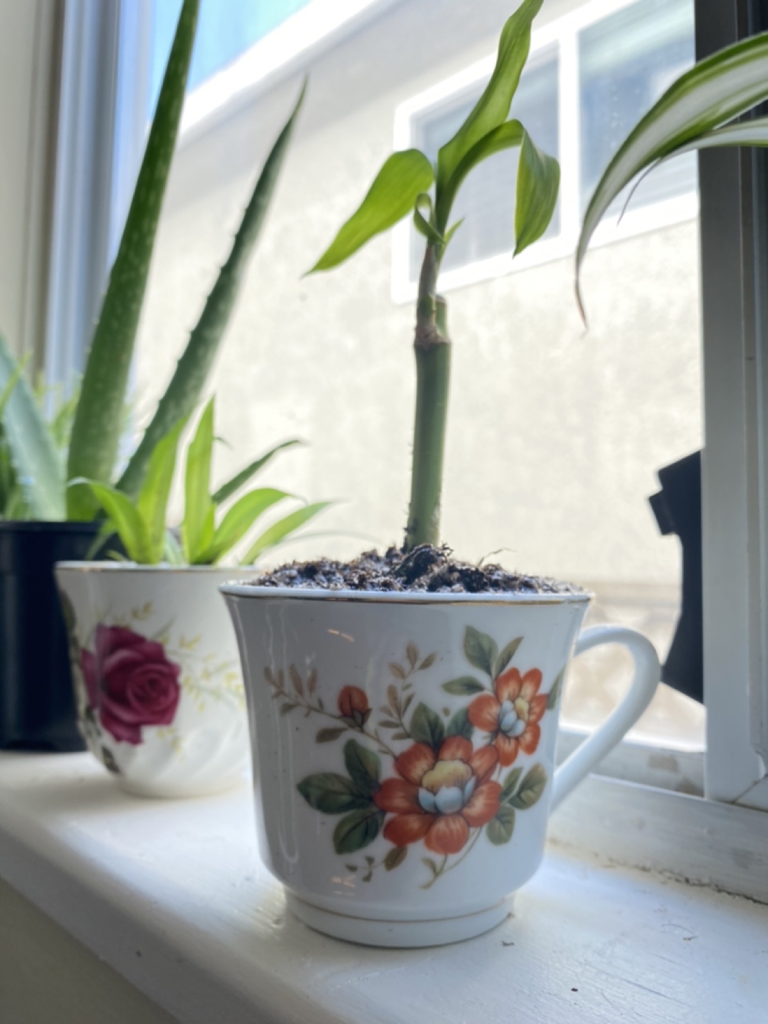 Vintage Teacups With Candles & Plant Varieties - photo 3