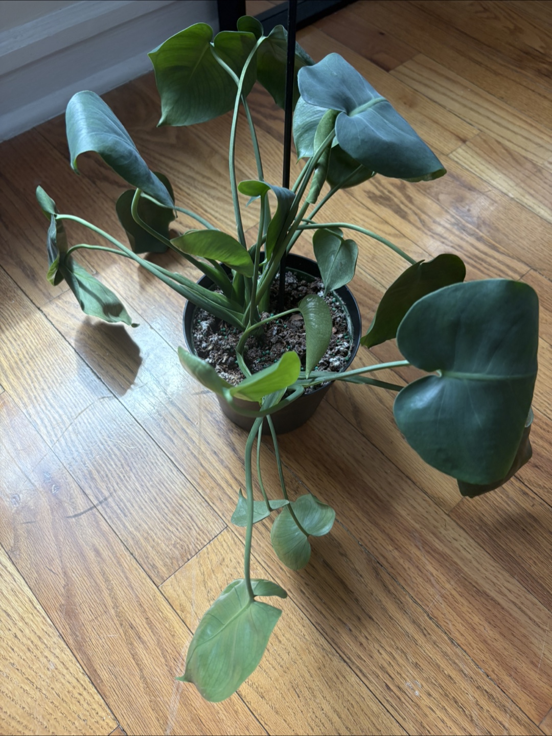 Monstera deliciosa plant